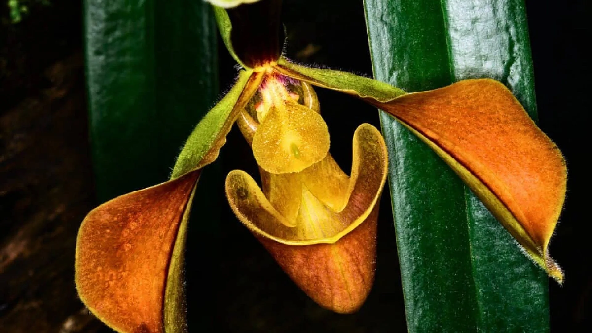 A Plant With No Neurons Appears To Count Light Events Scaled