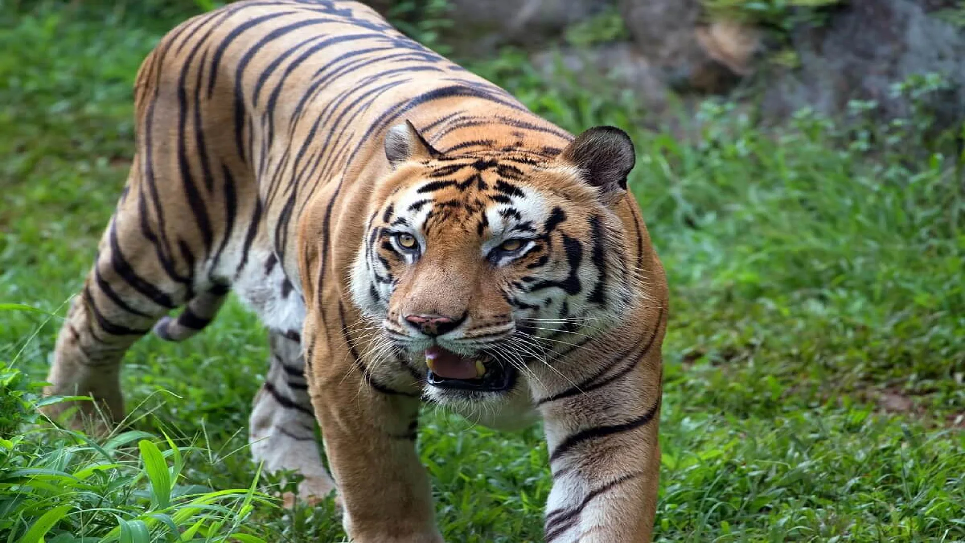 Bengal Tiger