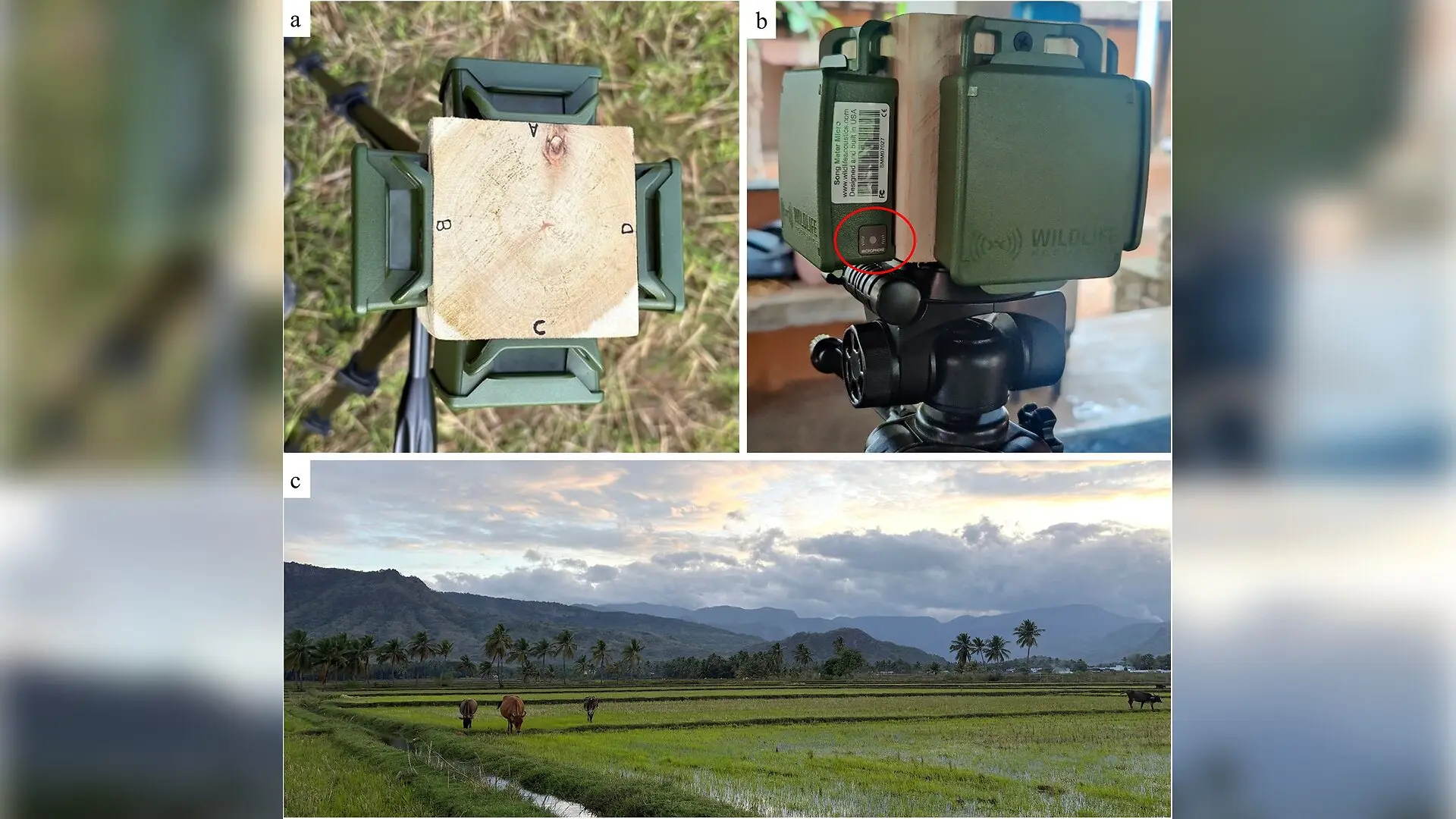 Acoustic Recorders Miss Most Wildlife Sounds When Facing the Wrong Way