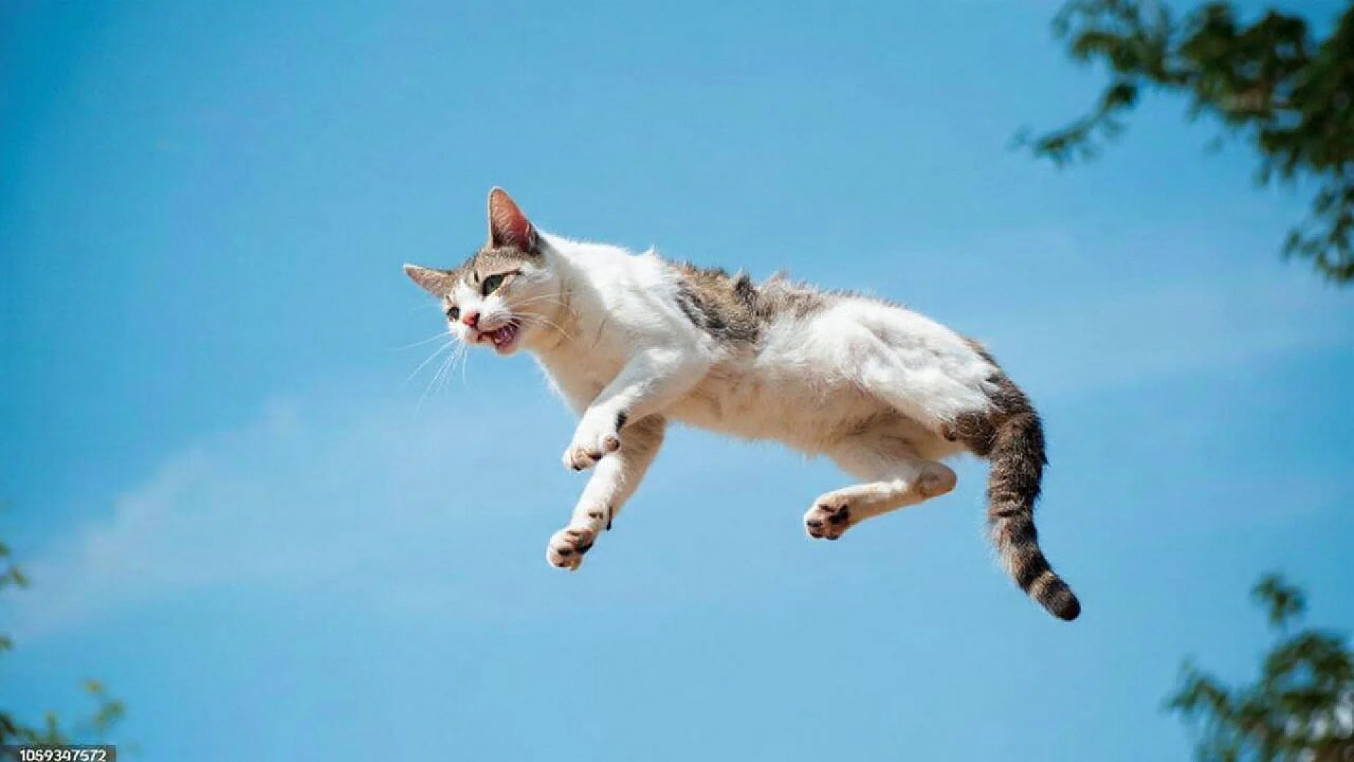 A brown and white tabby cat captured in midair against a clear blue sky, twisting its torso as part of the air-righting reflex.