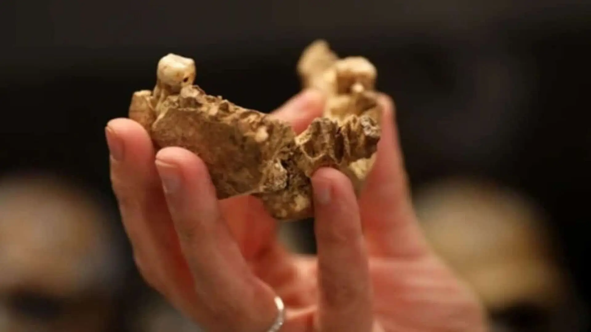 Scientists Scanned A Reptile Smaller Than Your Thumb And Found Something No One Expected Inside Scaled