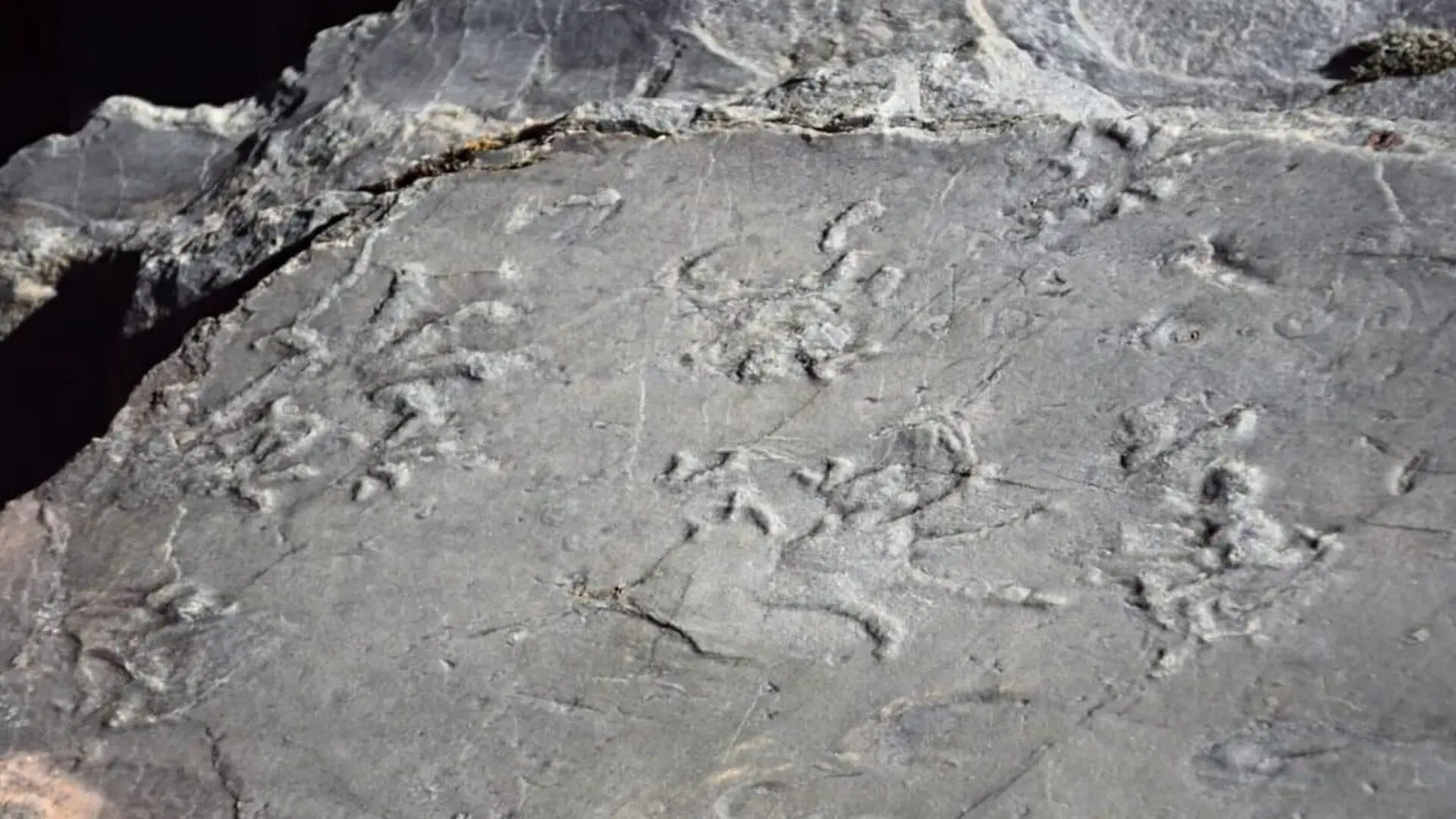 A Hiker Accidentally Found 280 Million Year Old Preserved Footprints Hidden In The Italian Mountains Scaled
