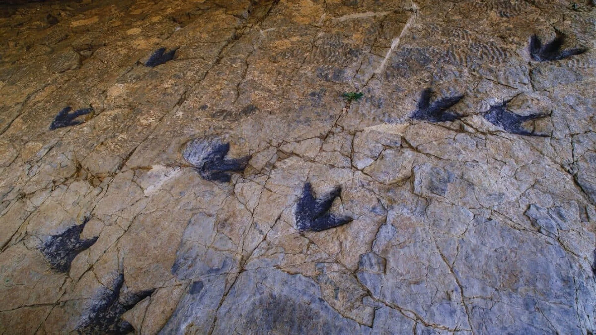 For 20 Years No One Noticed This Ordinary School Rock Until Scientists Discovered 66 Dinosaur Footprints Hidden Inside 1 Scaled