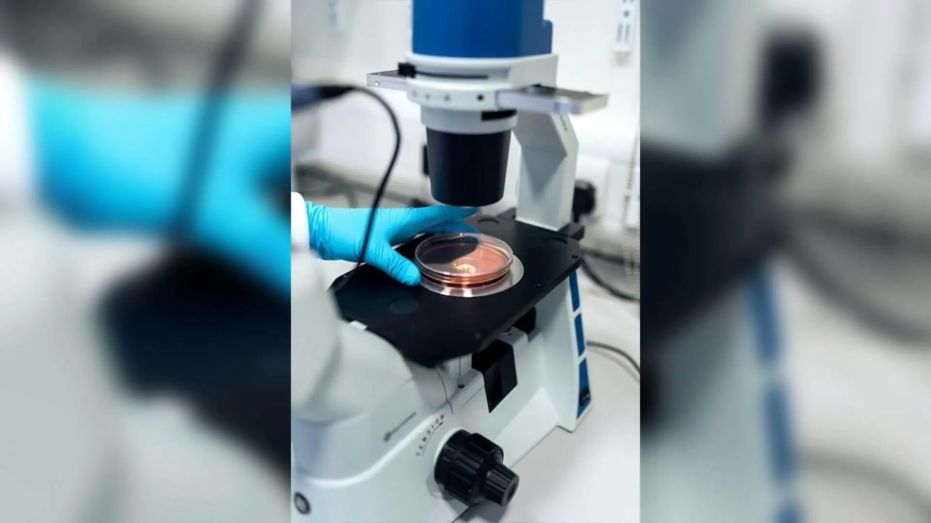 A laboratory researcher wearing a blue gloved hand adjusts a Petri dish containing a cellular sample under an inverted microscope during receptor pharmacology research.