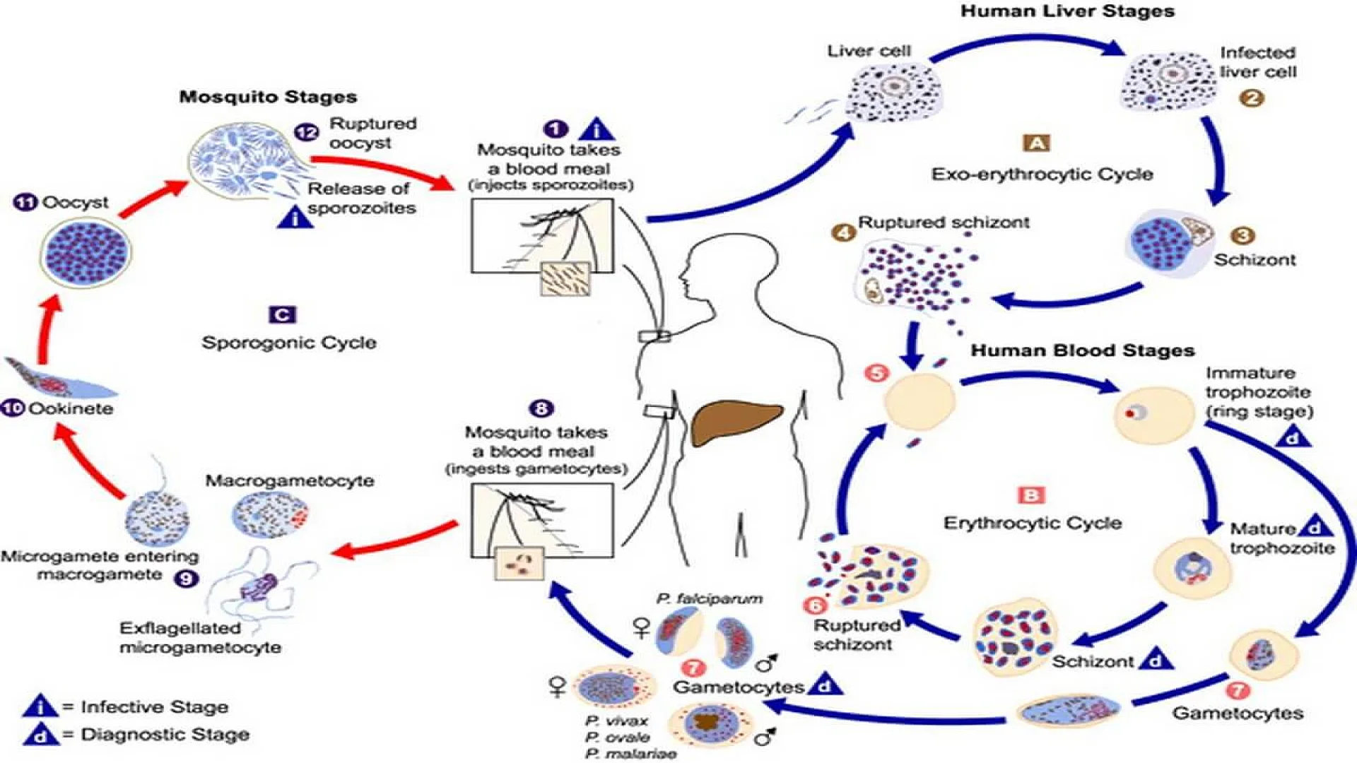 Life Cycle of Malaria Parasite
