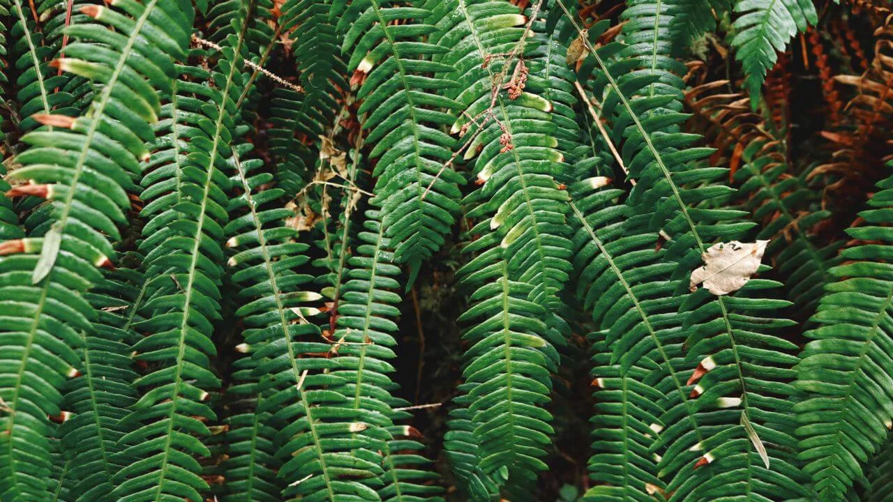 A close-up view of lush, green fern fronds representing Blechnum orientale, showing the detailed texture of the leaves against a dark background.