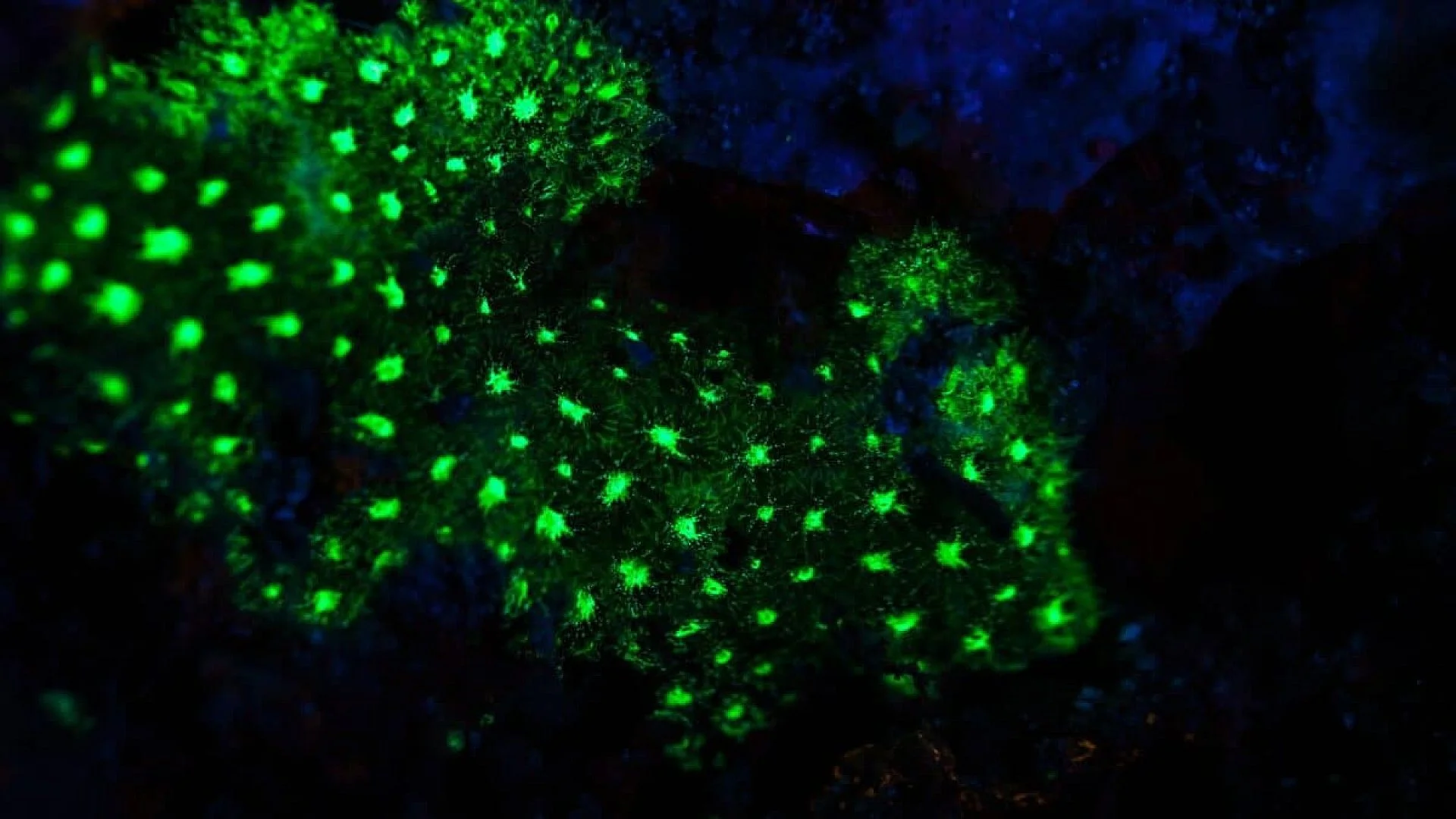 Inside A Japanese Sea Cave 385 Meters Below The Ocean A Strange Green Flash Revealed A Creature No One Had Ever Seen Scaled