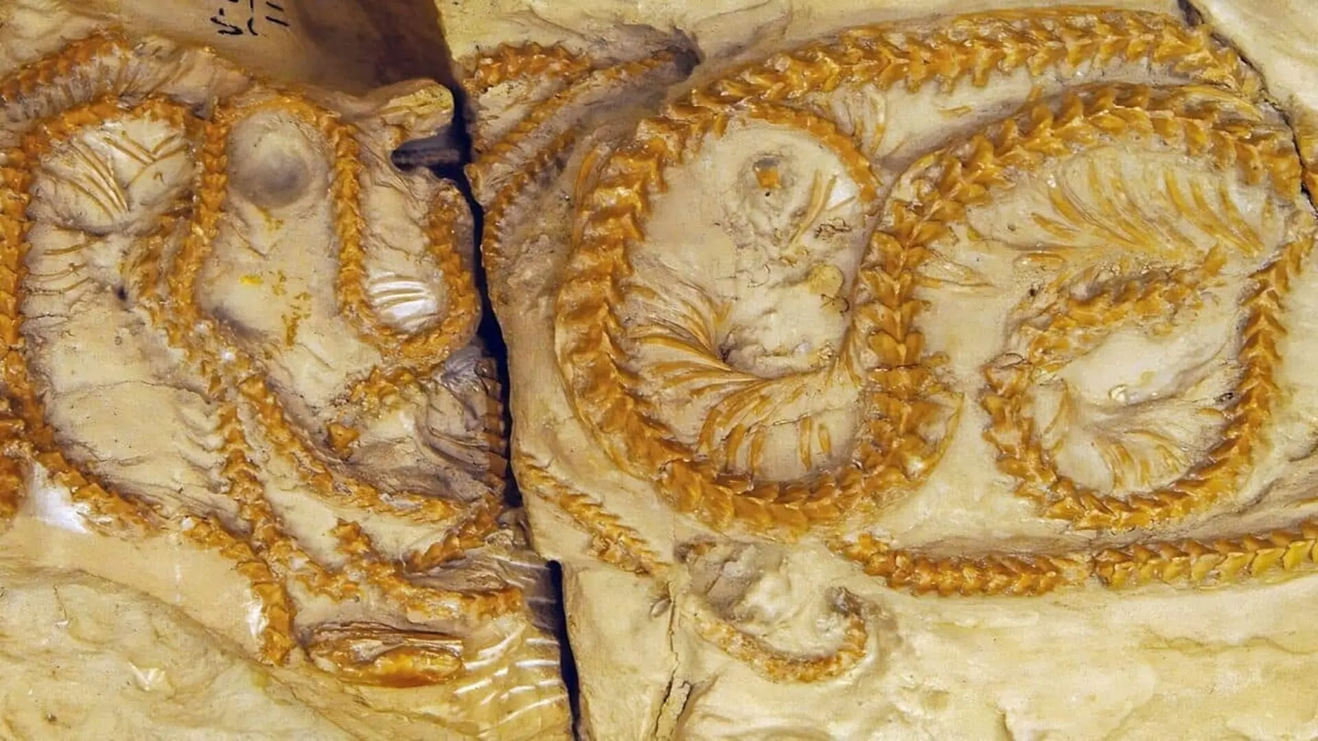 Paleontologists Found Four Snakes That Died Curled Together In A Burrow 38 Million Years Ago Preserved By Volcanic Ash Scaled