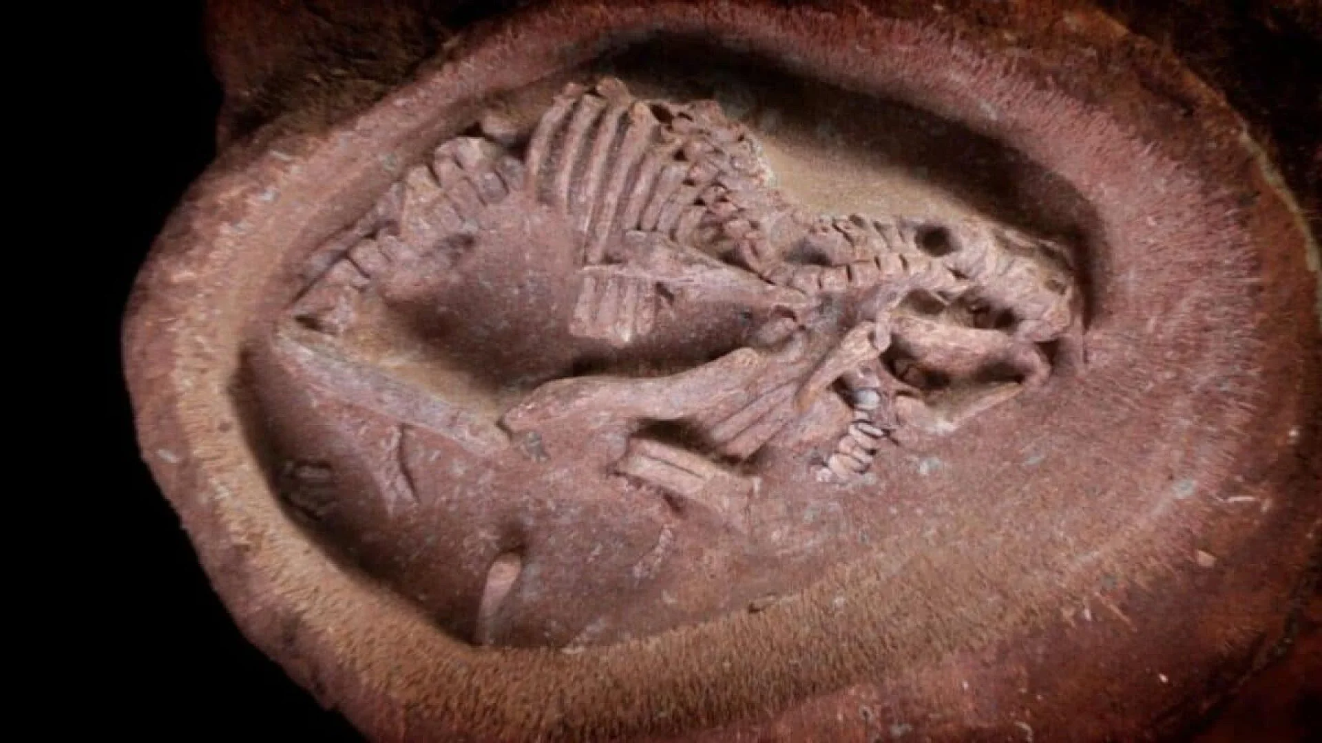 Scientists Found The Oldest Reptile Embryos Ever Recorded Hidden Inside Fossils Preserved For 280 Million Years Scaled