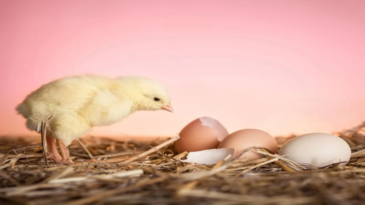 Baby Chicken