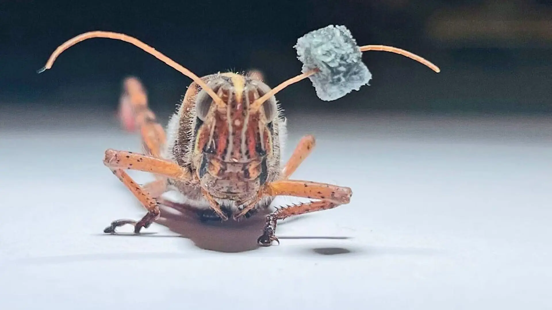 A locust has a piece of foam on its left antenna.