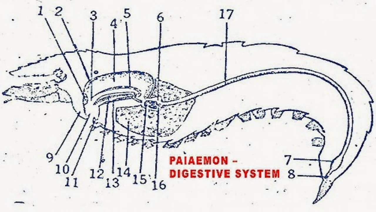 Digestive System of Palaemon (Prawn).