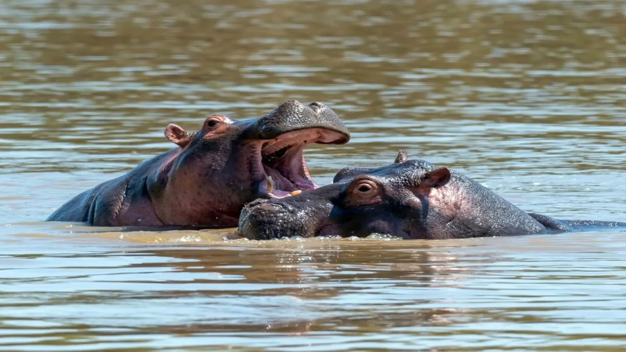 Hippo Deadliest Animal