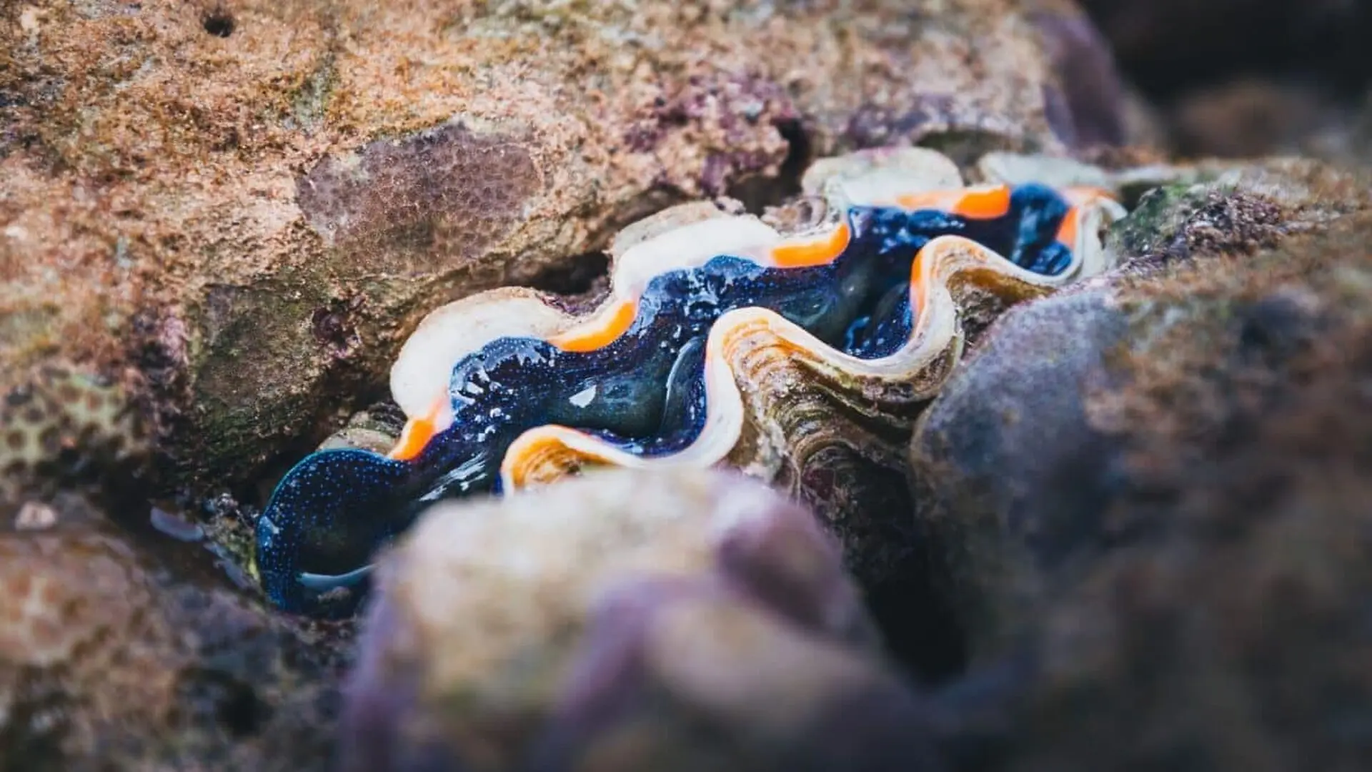 Clams Have Teeth Just Not In Their Mouths The Strange Shell Feature That Keeps Them Alive Scaled