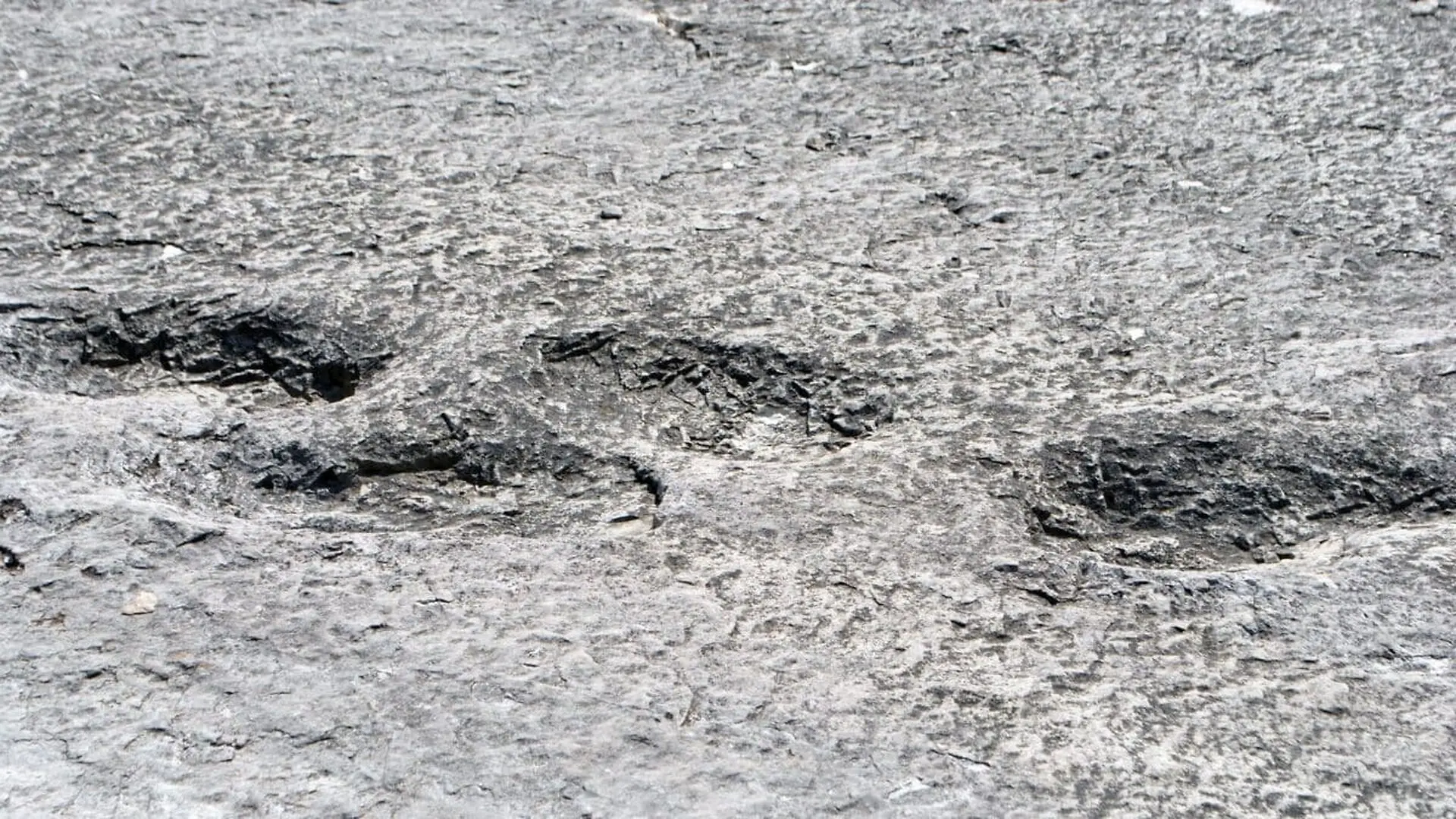A 70 Centimeter Dinosaur Footprint Just Surfaced In Fukushima And Its The First Of Its Kind Ever Found In Japan Scaled