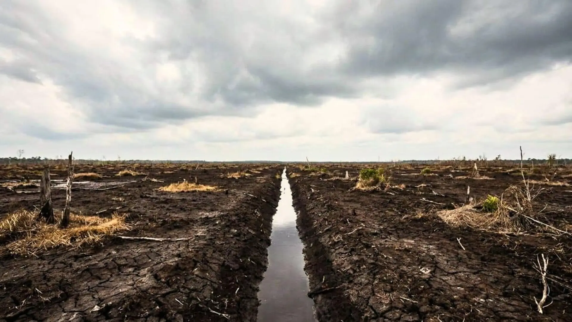 The Failed Borneo Rice Scheme Drained A Vast Peatland Scaled