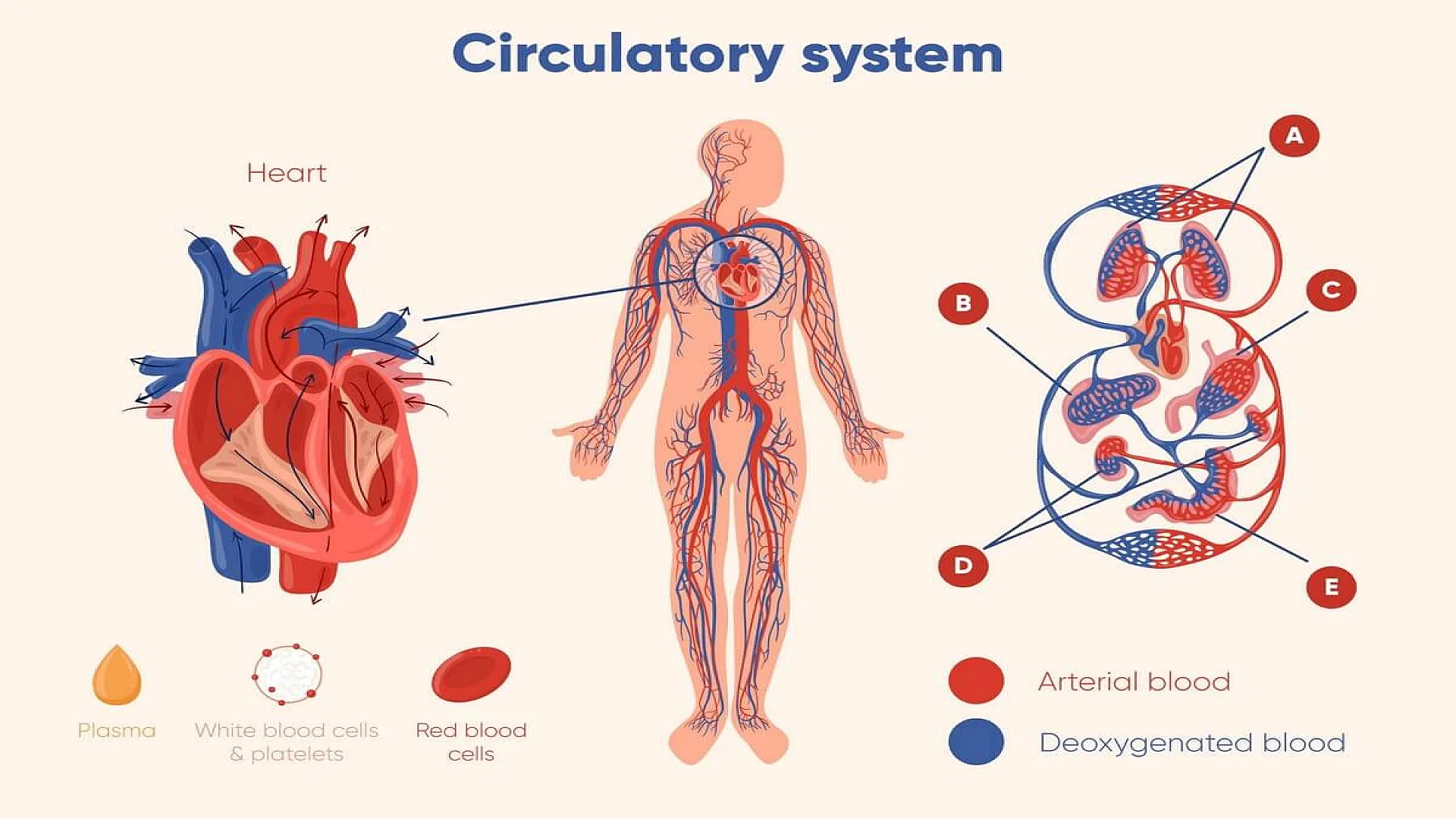 Free vector hand drawn circulatory system graphic.