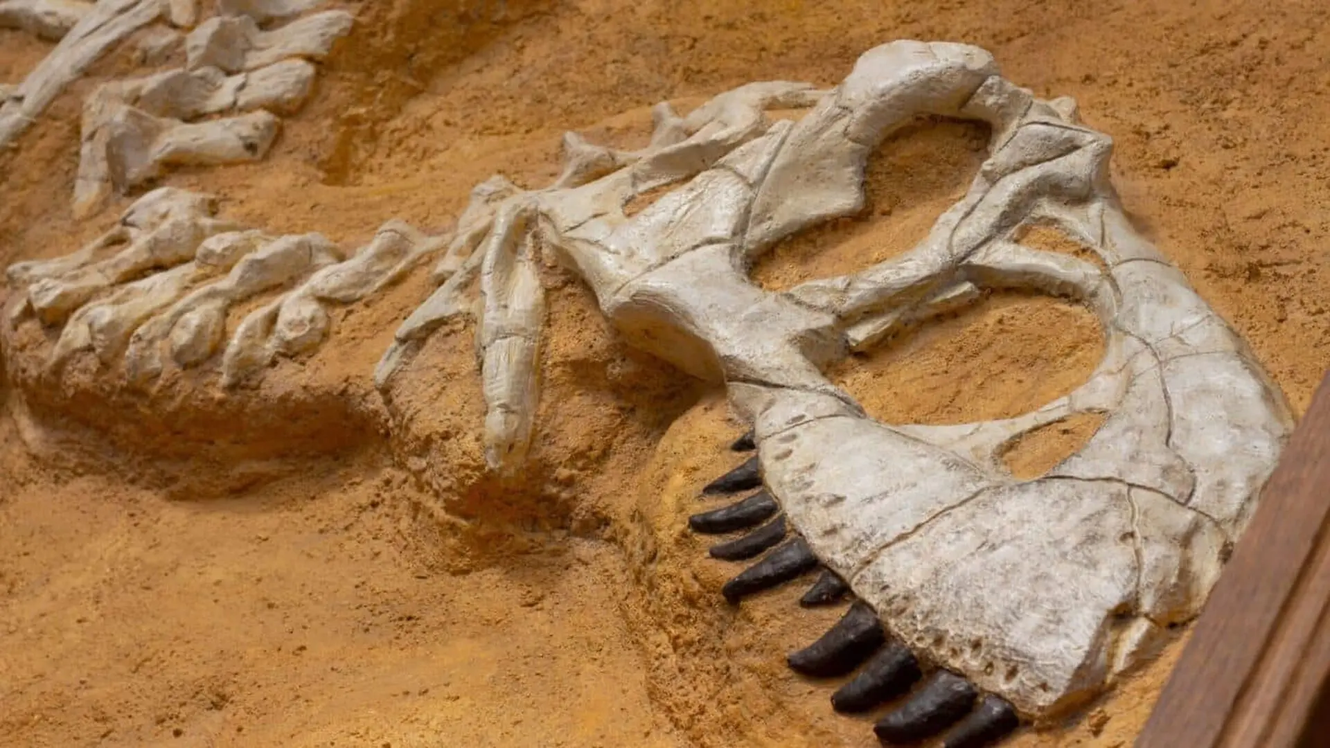 A Road Crew Dug 8 Meters Down In Brazil And Found A 20 Meter Dinosaur And There May Be More Buried Nearby Scaled