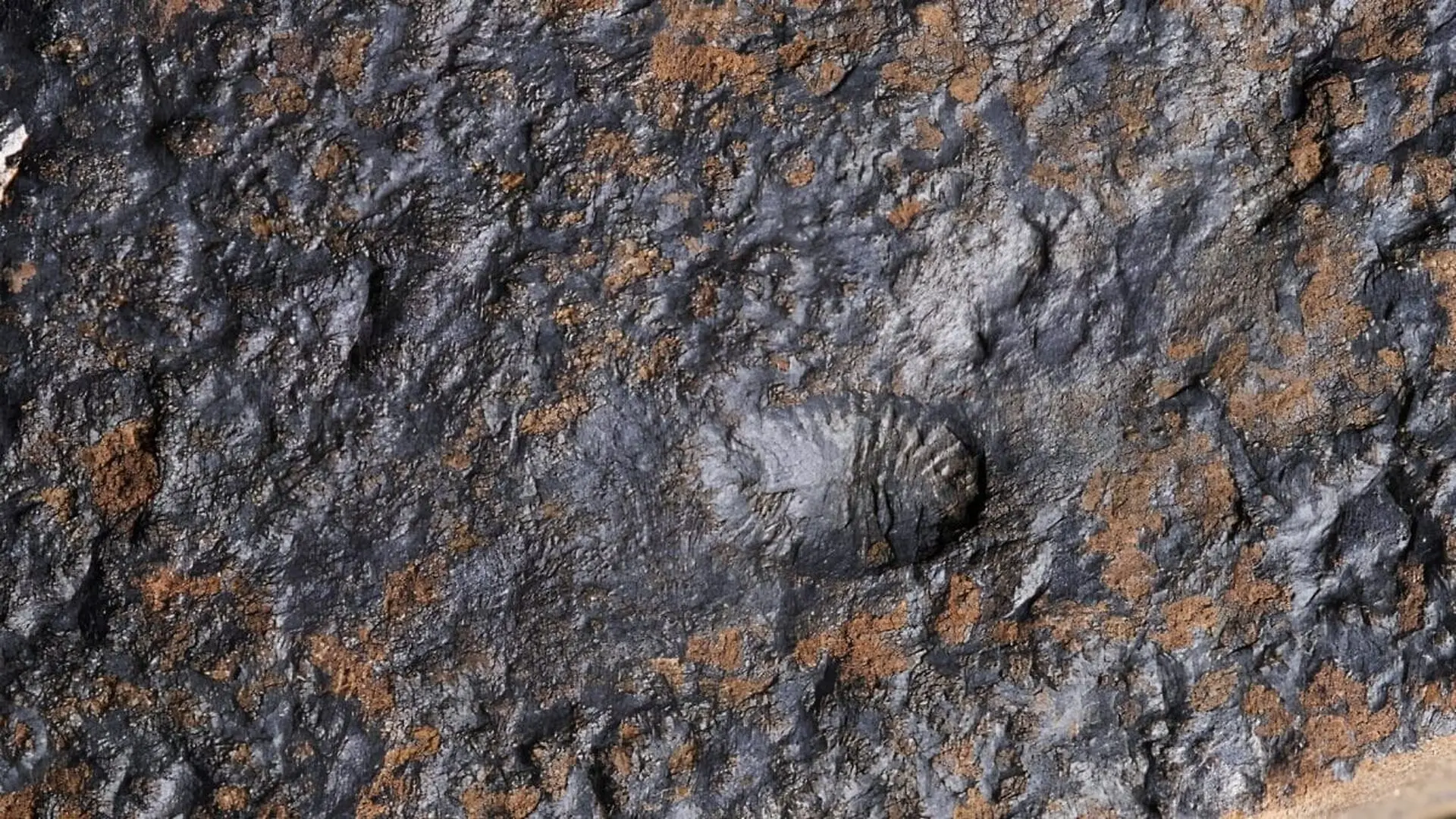 Researchers Found Over 100 Fossils In Canada Revealing Animals Were Already Moving And Reproducing Millions Of Years Earlier Scaled