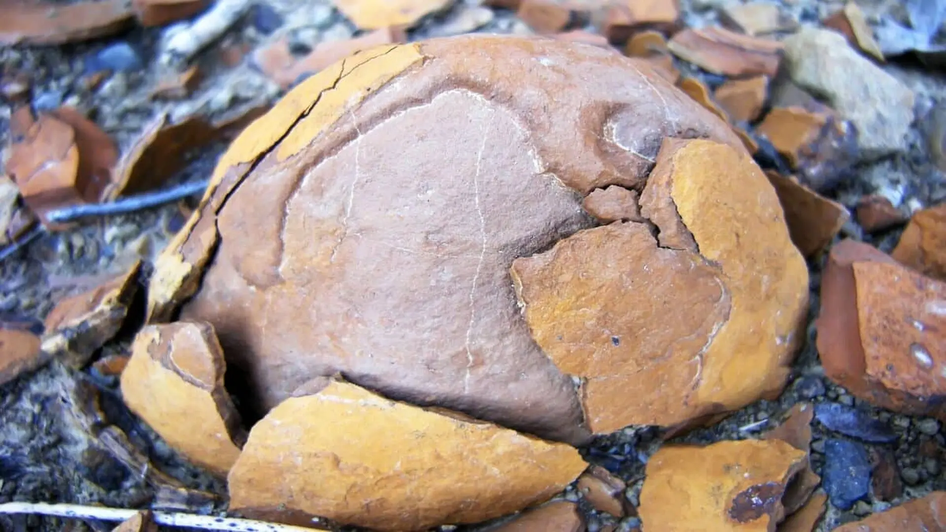 A 12 Kilogram Dinosaur No One Has Ever Seen Just Left Its Only Trace In Japans Oldest Eggs Scaled
