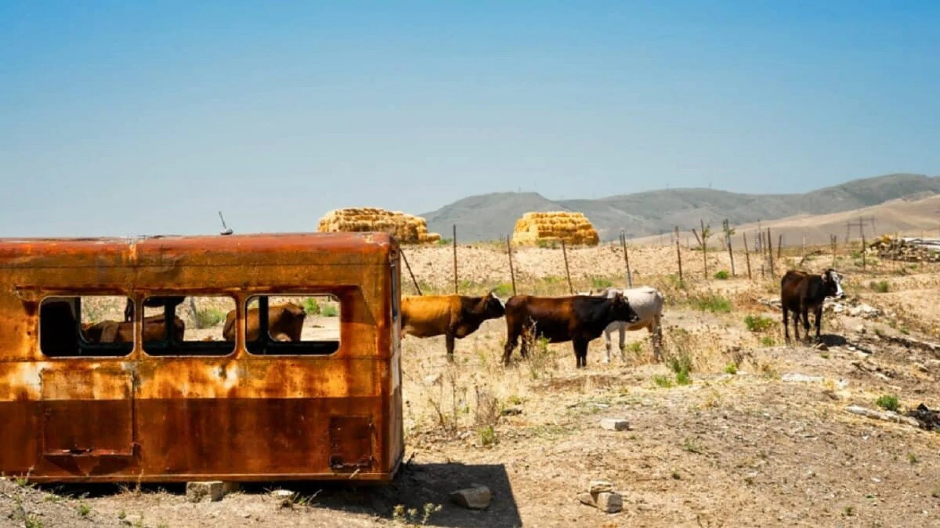 A Forgotten Herd Survived For Generations On An Empty Island Scaled