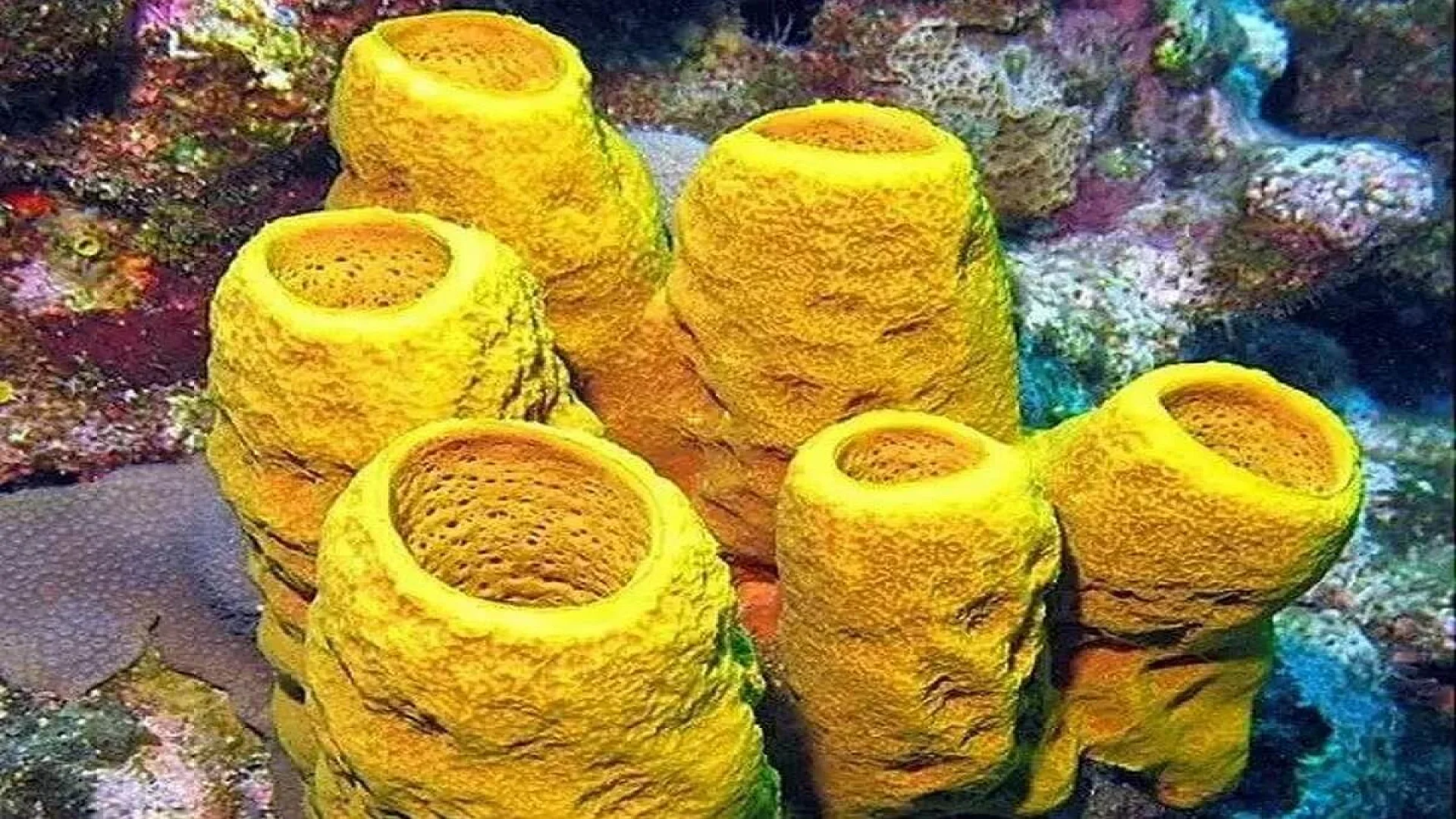 Reproduction in Sycon Sponge