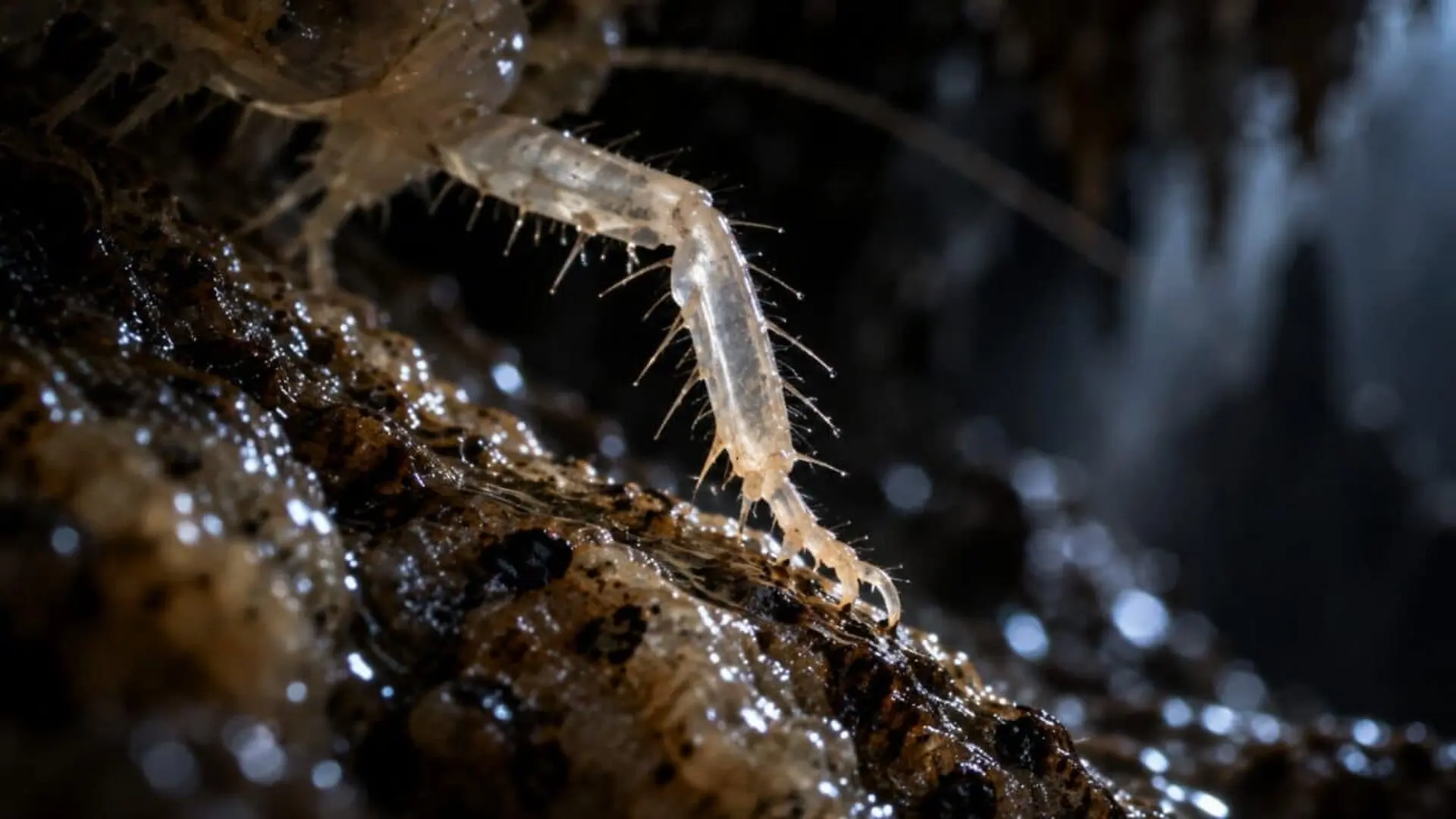 A Six Legged Giant Has Been Hiding A Remarkable Secret For Decades Scaled
