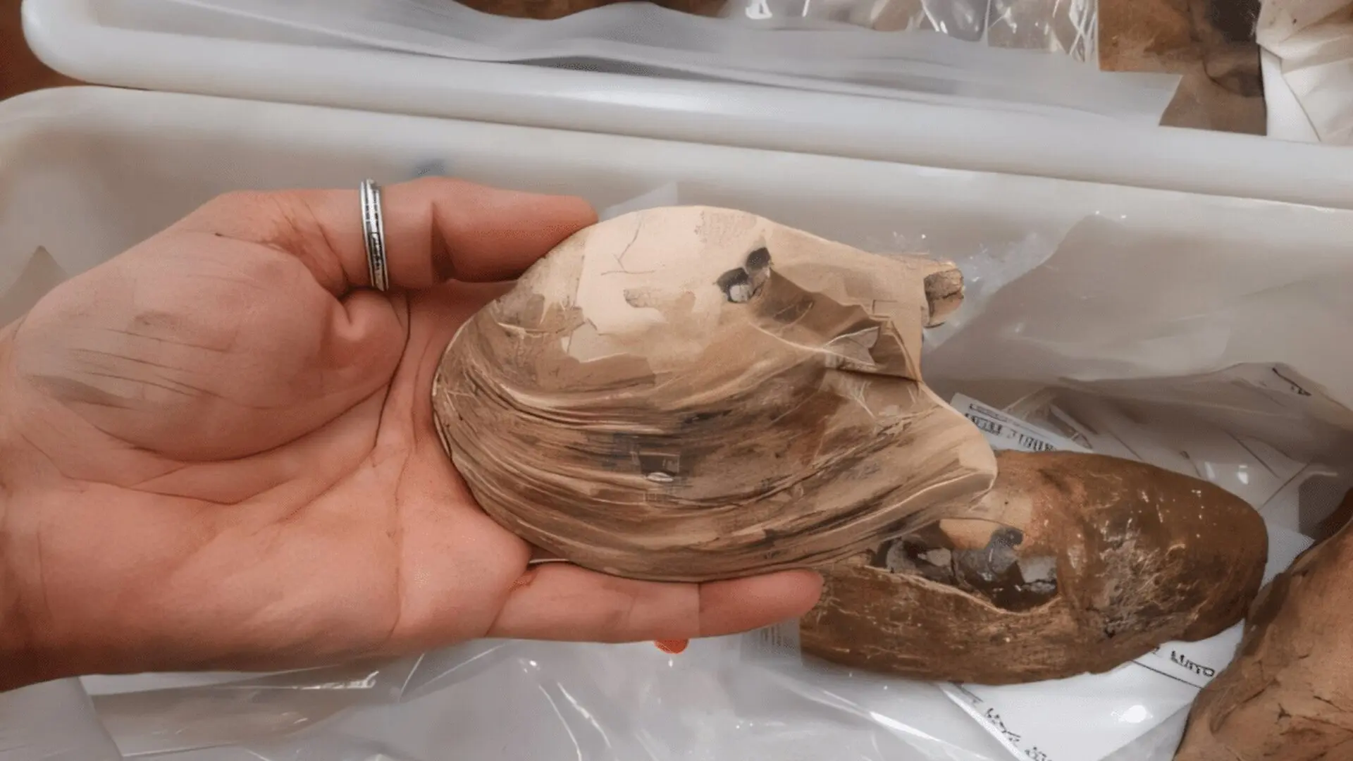 Scientists Discover 125 Million Year Old Pregnant Fossil Packed With Ancient Embryos Scaled