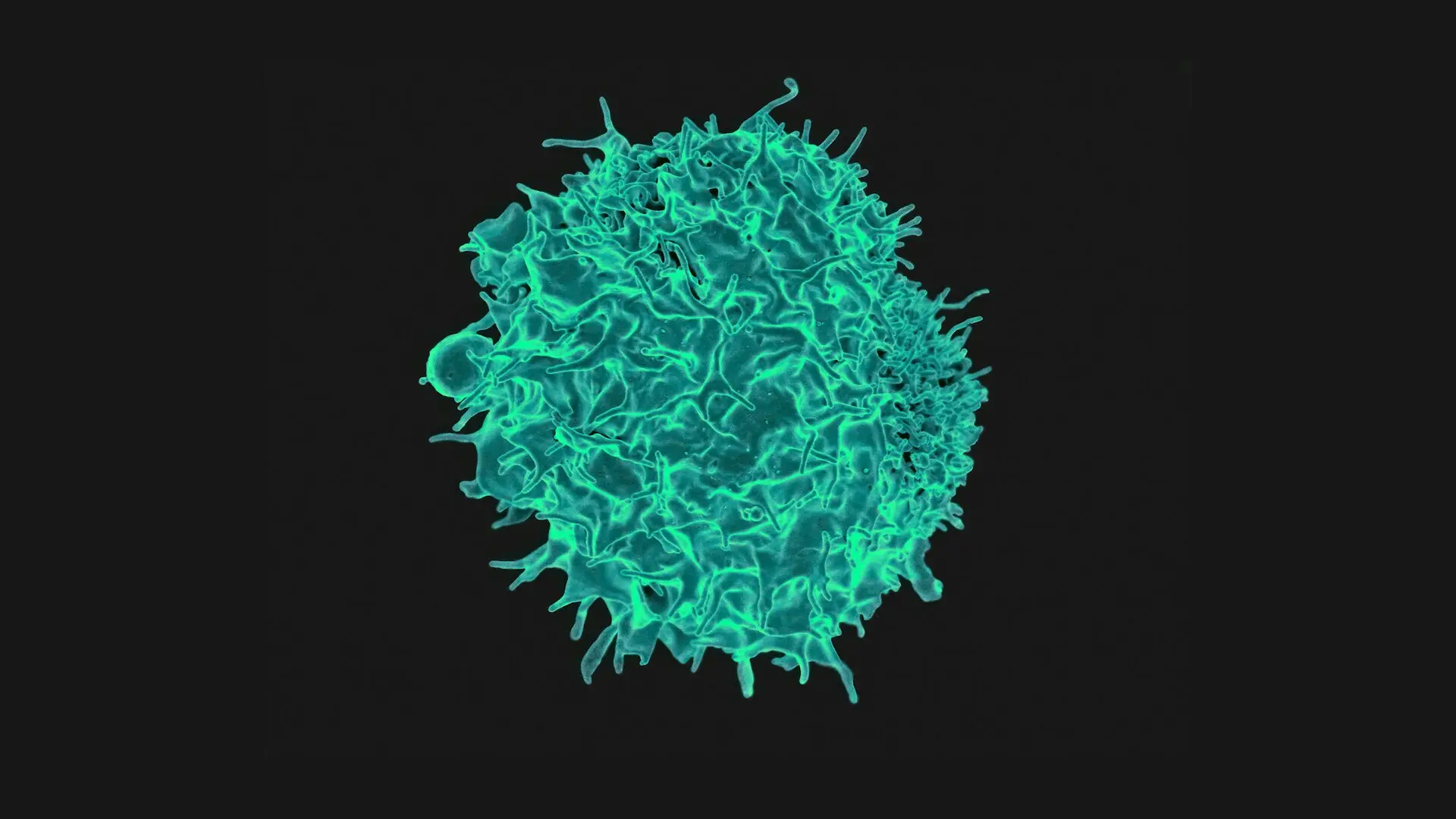 T Lymphocyte Under The Microscope 1 Scaled