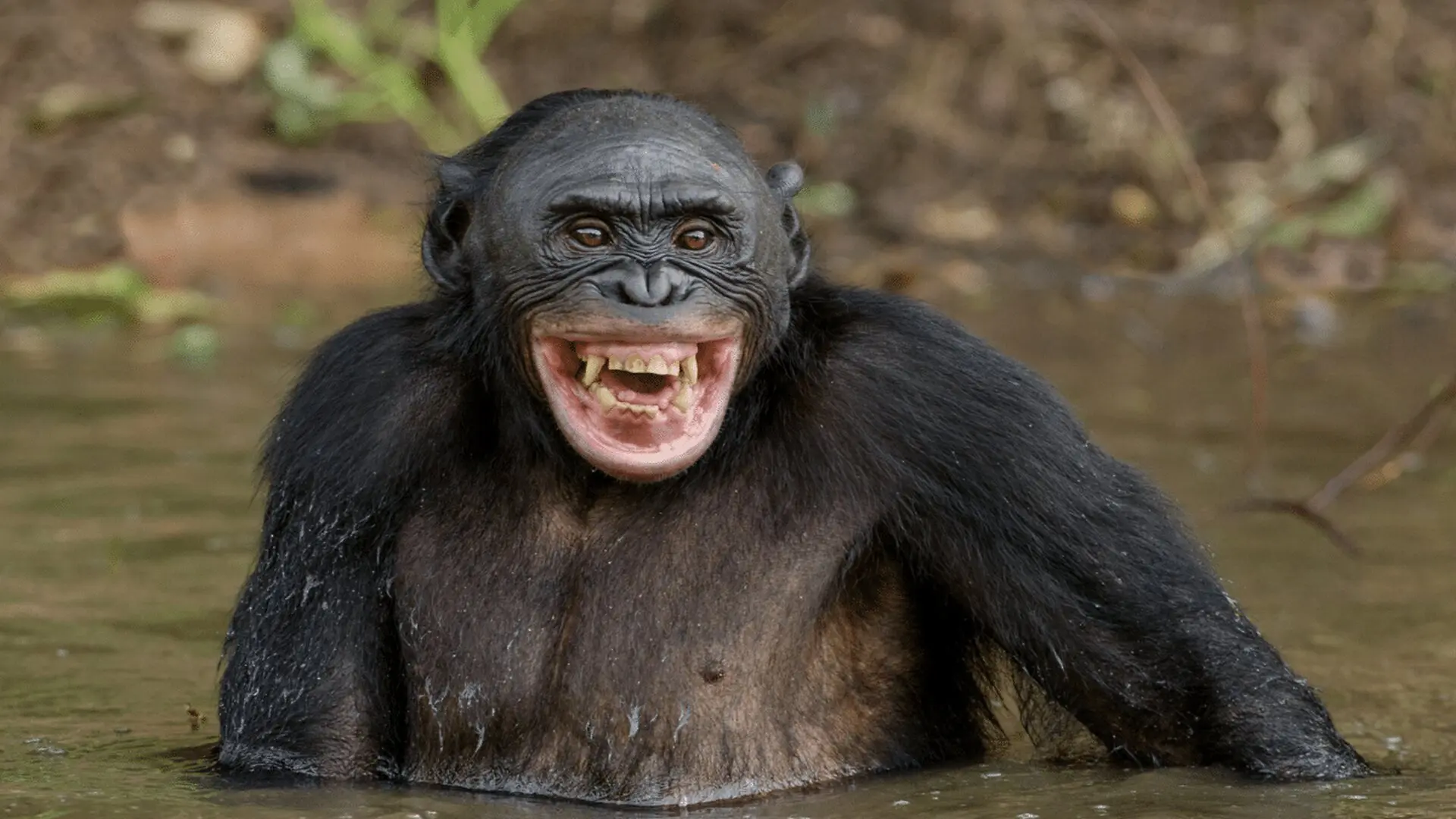 Orangutans Gorillas Chimps And Bonobos Laugh Just Like Us Scientists Discover Scaled