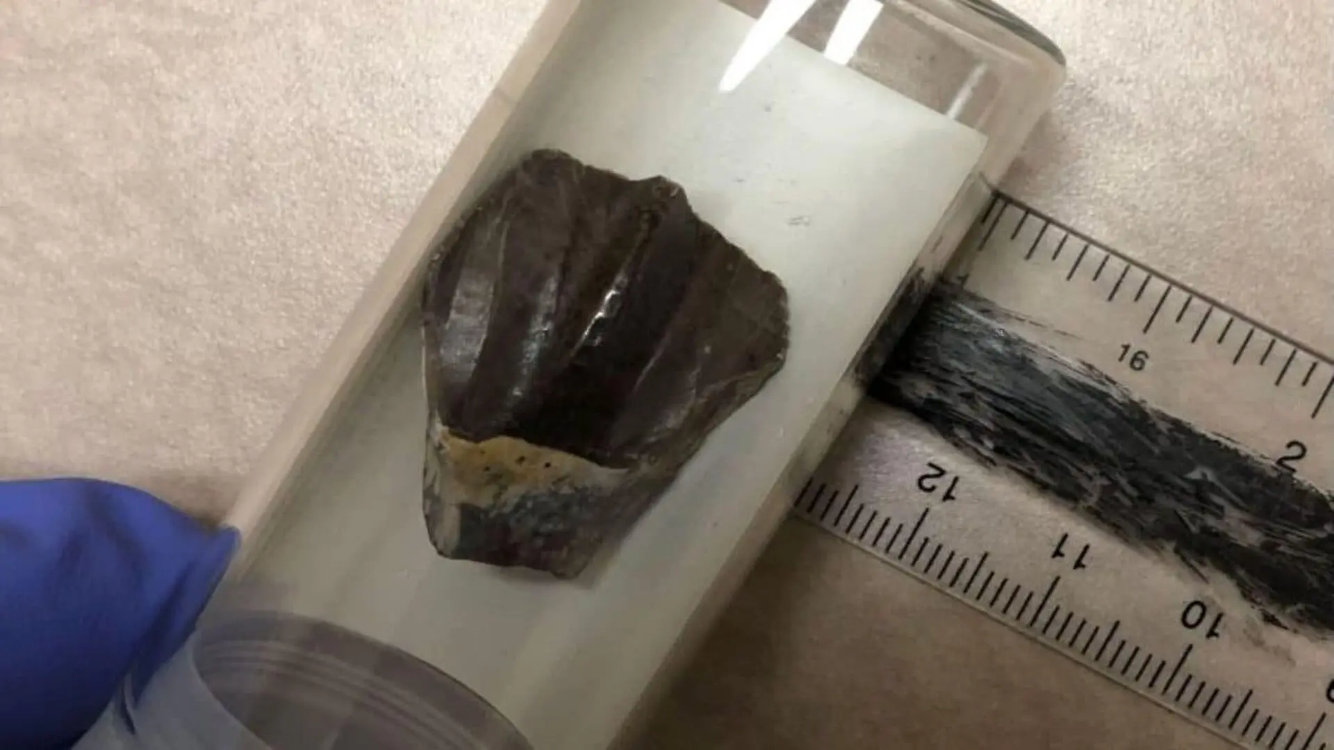 Scientists Found A Strange Chemical Signal In Dinosaur Teeth And The Best Explanation Is That It Came From The Deep Sea Scaled 1