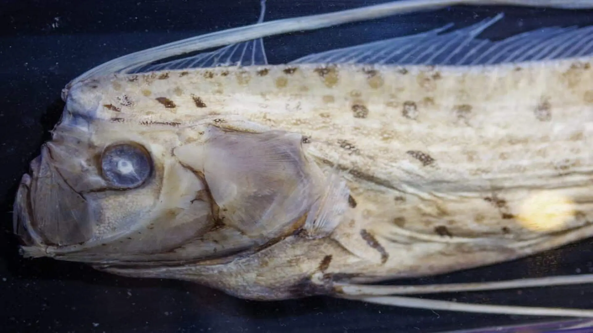 13 Foot Oarfish Found Dead On Beach Leaves Locals Stunned As Ancient Disaster Legend Returns Scaled