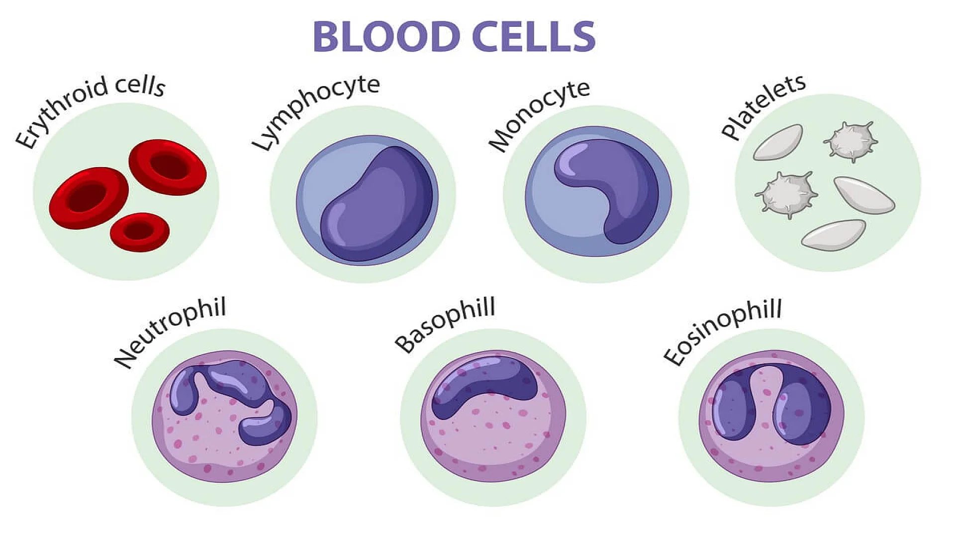 Type of blood cells.