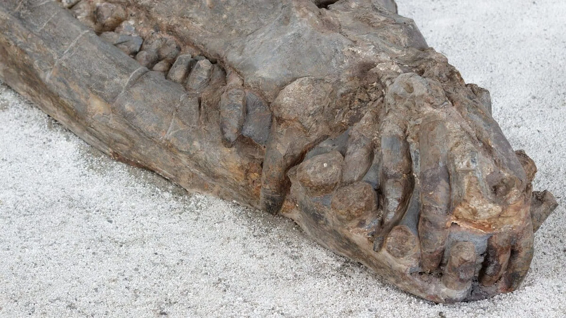 Buried Just Inches Beneath Tunisias Sahara Sands A Fully Intact 10 Meter Long Sea Crocodile Fossil Has Been Found Scaled