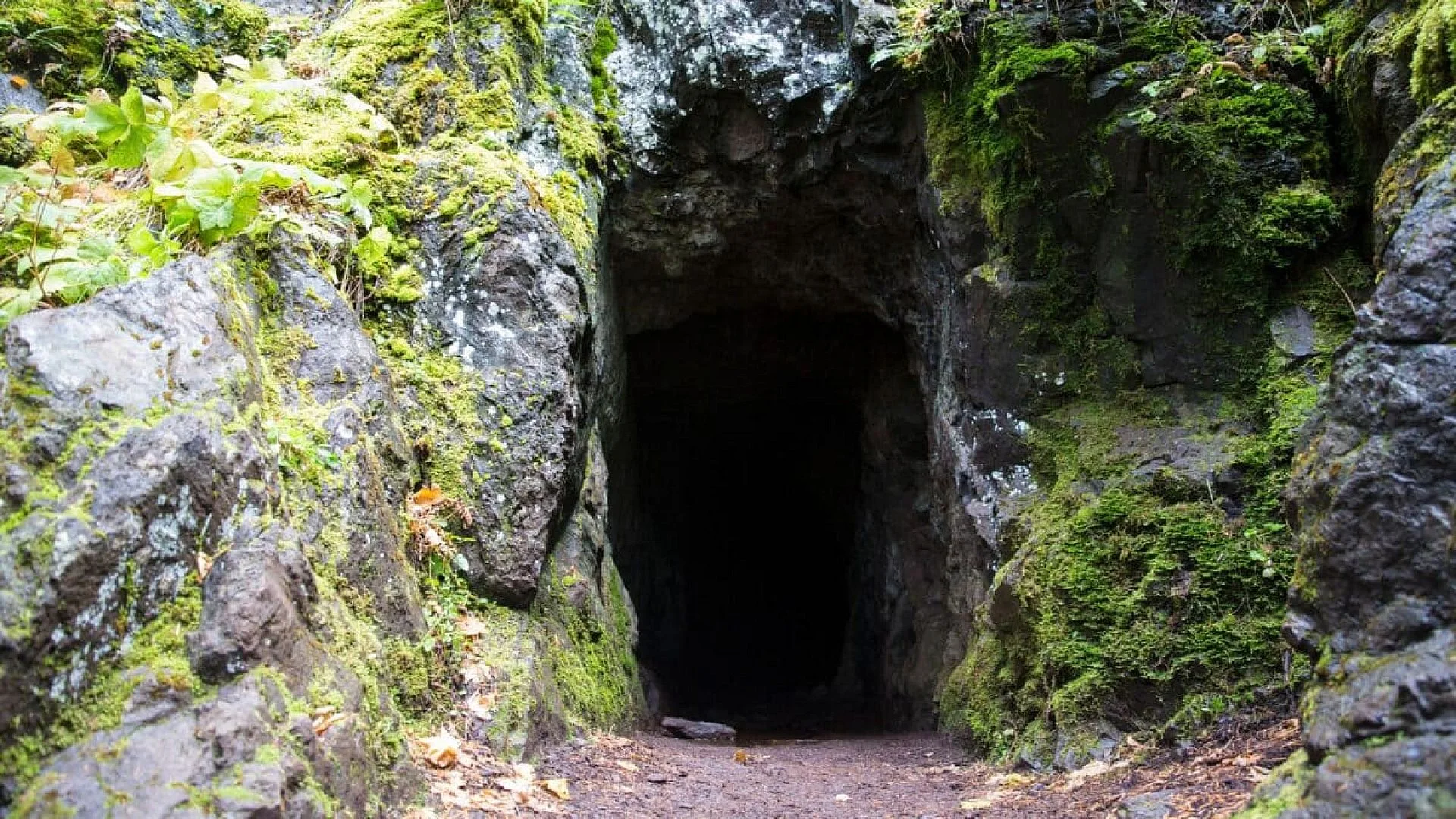 Scientists Entered A New Zealand Cave And Uncovered 1 Million Year Old Fossils Of Mysterious Species Scaled
