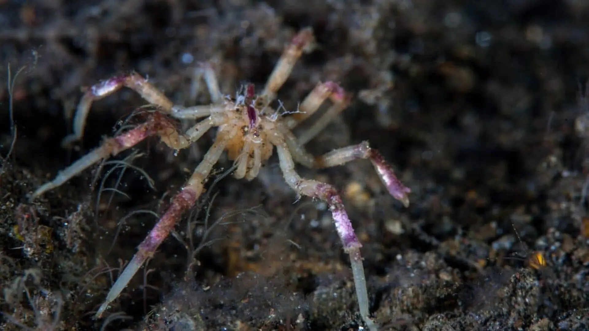 These Newly Discovered Sea Spiders Look Like Land Spiders But They Never Left The Ocean Scaled