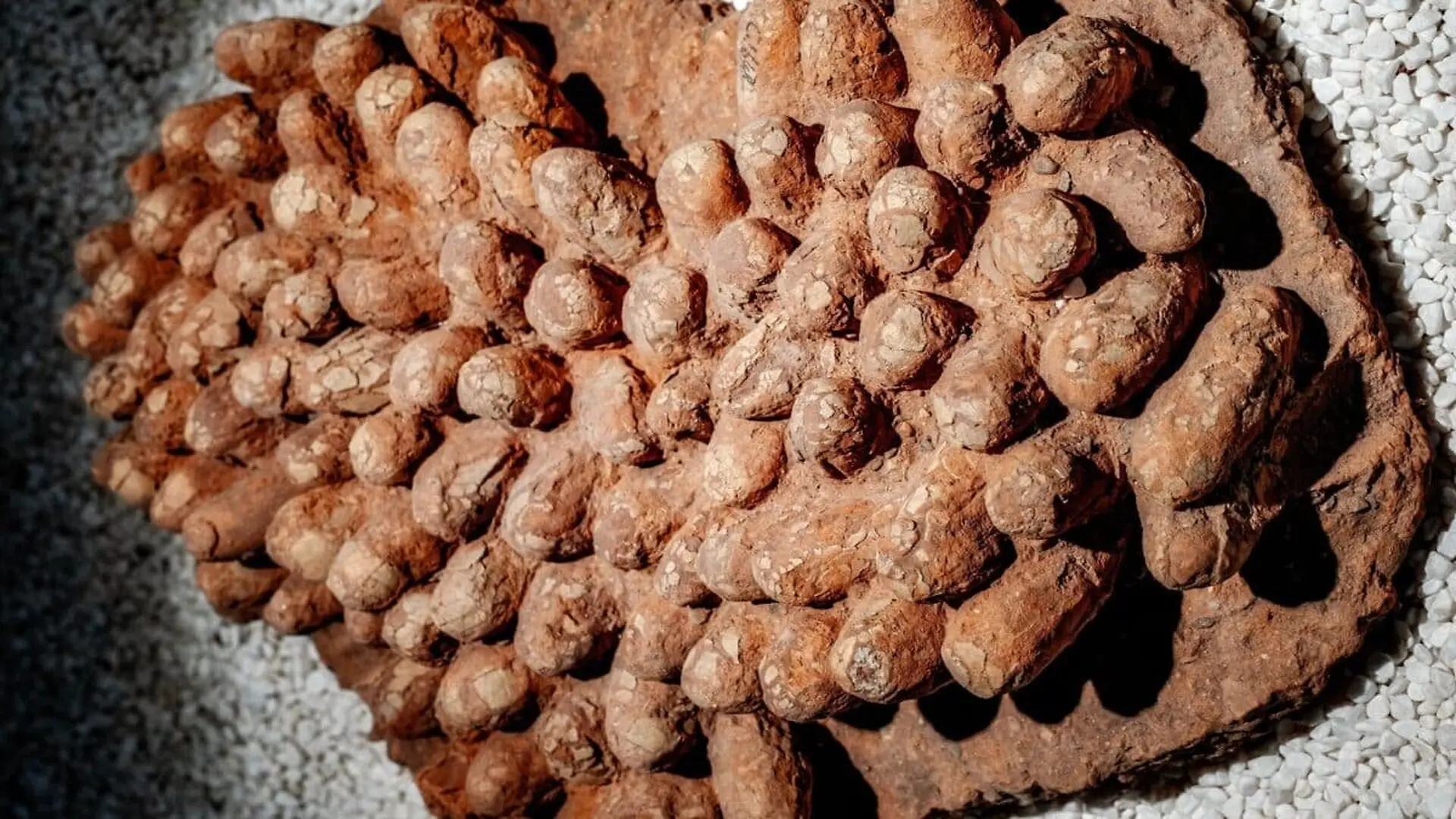 This 75 Ton Dinosaur Nested In A Freezing Climate Like Todays New York Using A Trick Crocodiles Still Use Today Scaled