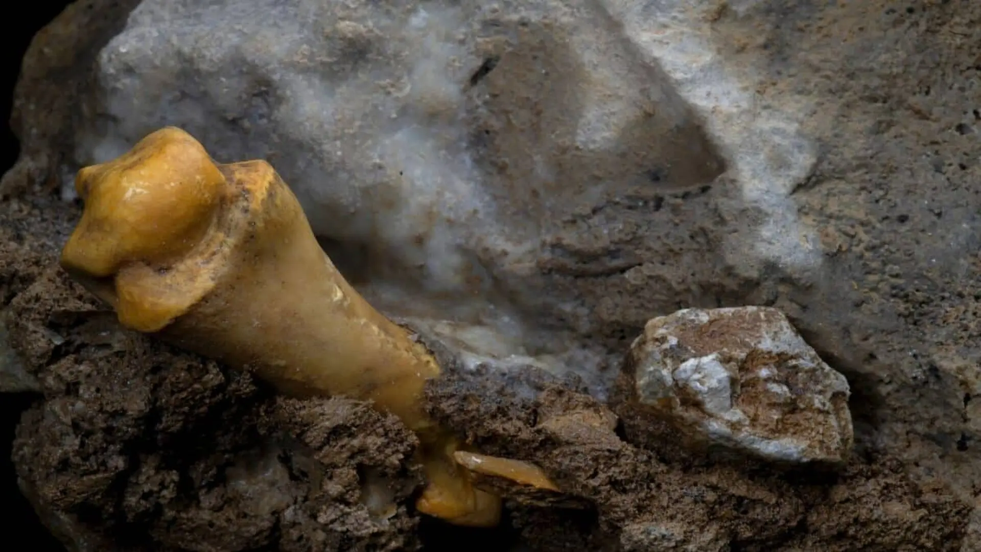 A Single Year Old Bone Just Revealed The Denisovans Werent Built Like Their Neanderthal Cousins Scaled