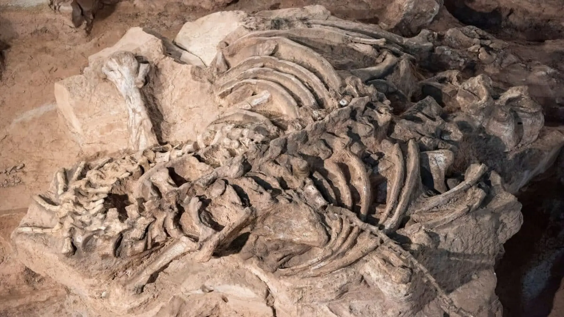 This Dinosaur Fossil Found In New Mexico 20 Years Ago Changed Identity Several Times Before Scientists Revealed Its True Place Scaled