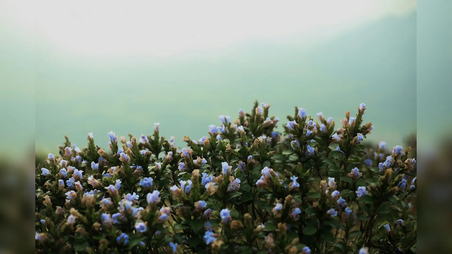 Rare Korean Shrub Genome Mapped to Reveal Hidden Plant Evolution Secrets