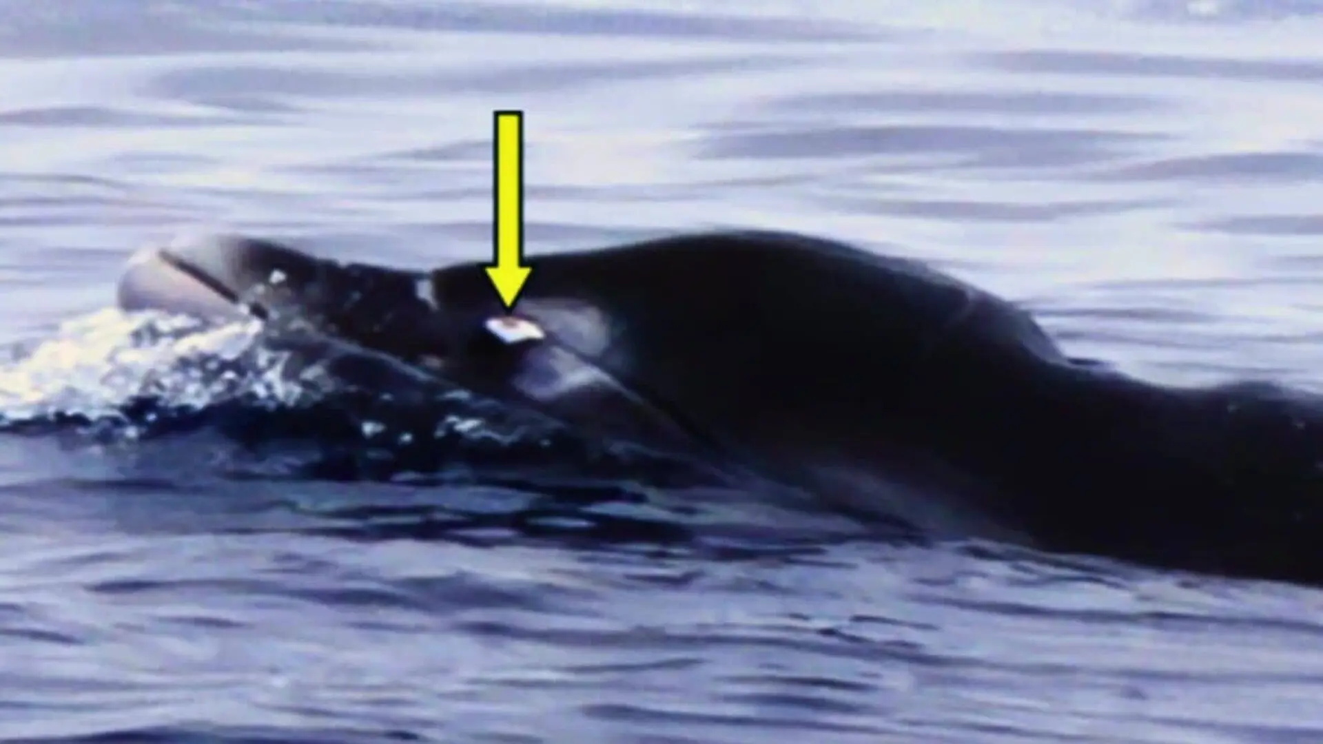 The Whale Behind Bw43 Stayed Hidden For Years Scaled