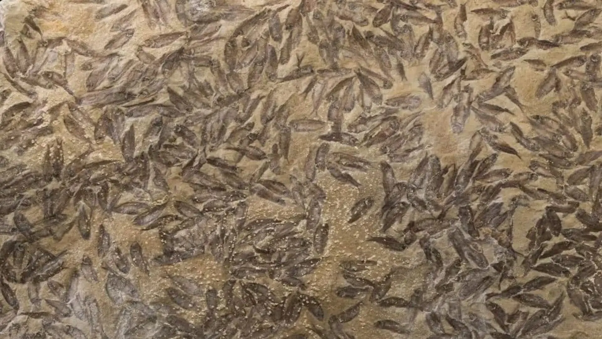 This Four Foot Slab Looks Empty At First Glance Until Hundreds Of 50 Million Year Old Fish Begin To Appear Scaled 1