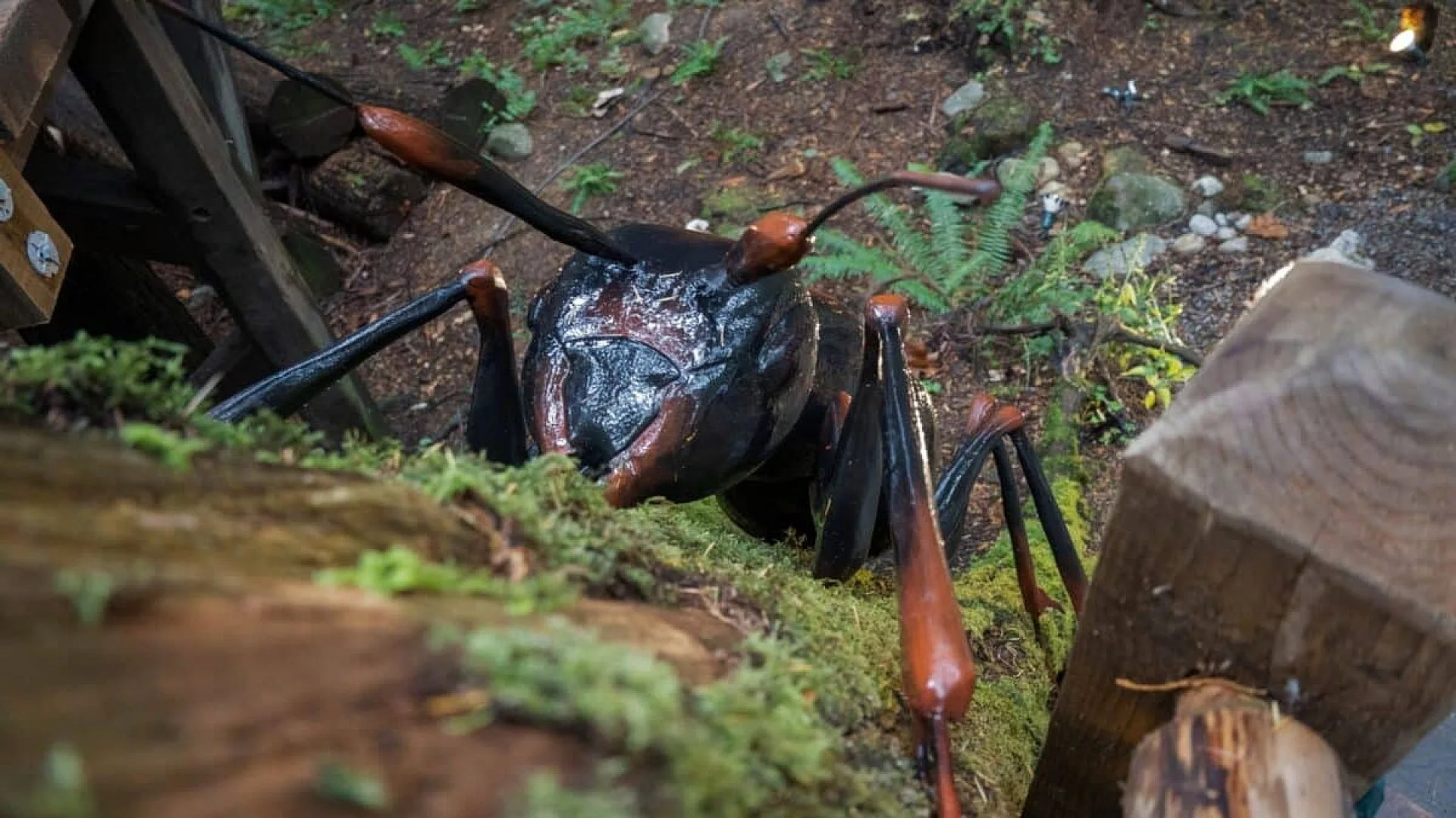 Ancient Insects Grew Massive And Scientists Say Oxygen May Not Explain It After All Scaled