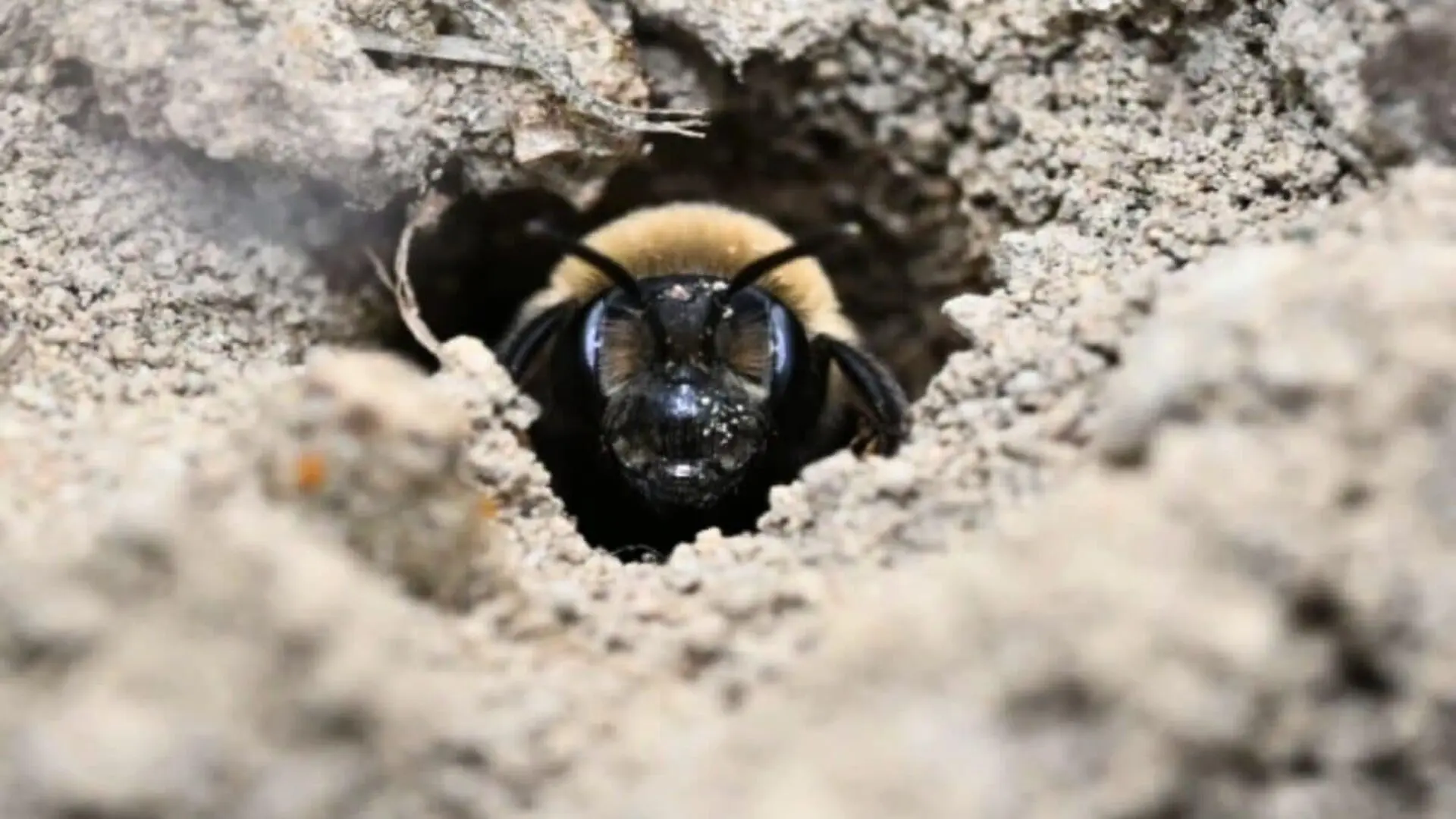 5.5 Million Wild Bees Had Been Living Beneath A New York Scaled