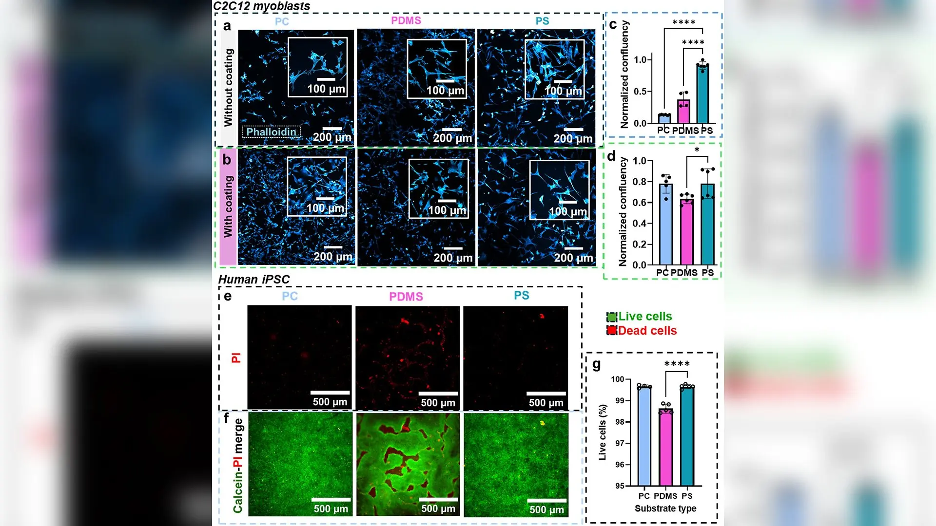 Low-Cost Thermoforming Method Shapes Custom Plastics for Stem Cell Culture