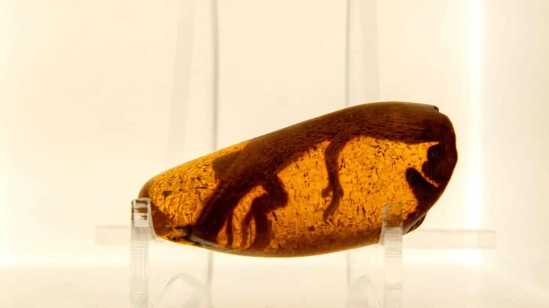 A Few Centimeter Fossil Spent 99 Million Years Trapped In Amber Revealing A Feature Almost Never Preserved Scaled