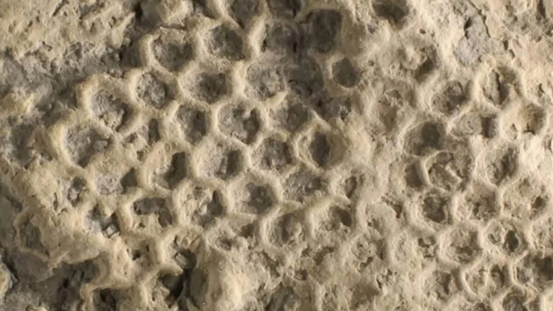 Researchers Studied 500 Million Year Old Perfect Hexagon Tunnels And Found The Builder Was Neither Worm Nor Anything Expected Scaled