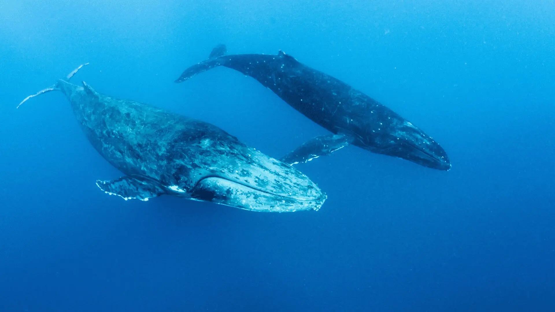 Scientists Discovered Two Humpback Whales That Broke The Record For The Longest Migration Ever Documented Scaled
