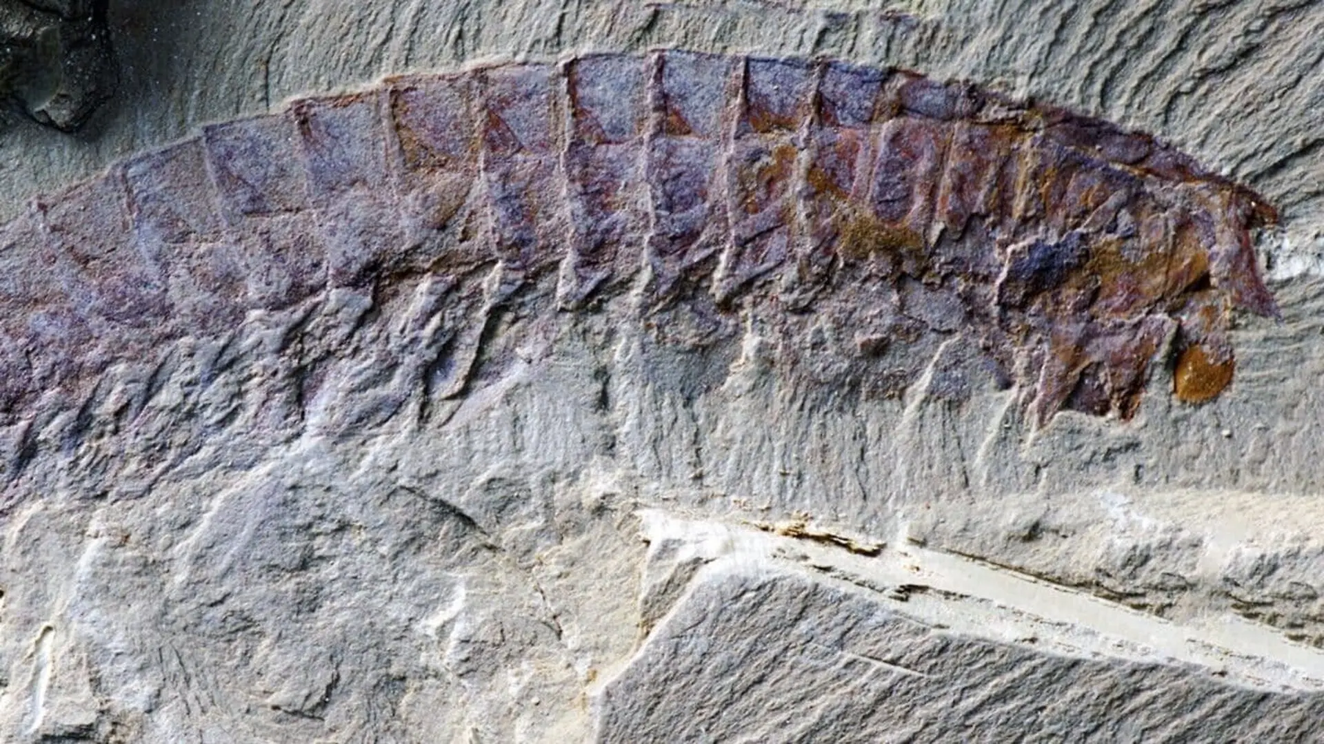 The Fossil That Could Finally Explain How Spiders Got Their Deadly Bite Scaled