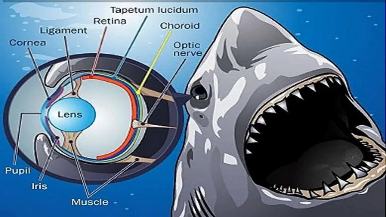 Structure of Shark Eyes